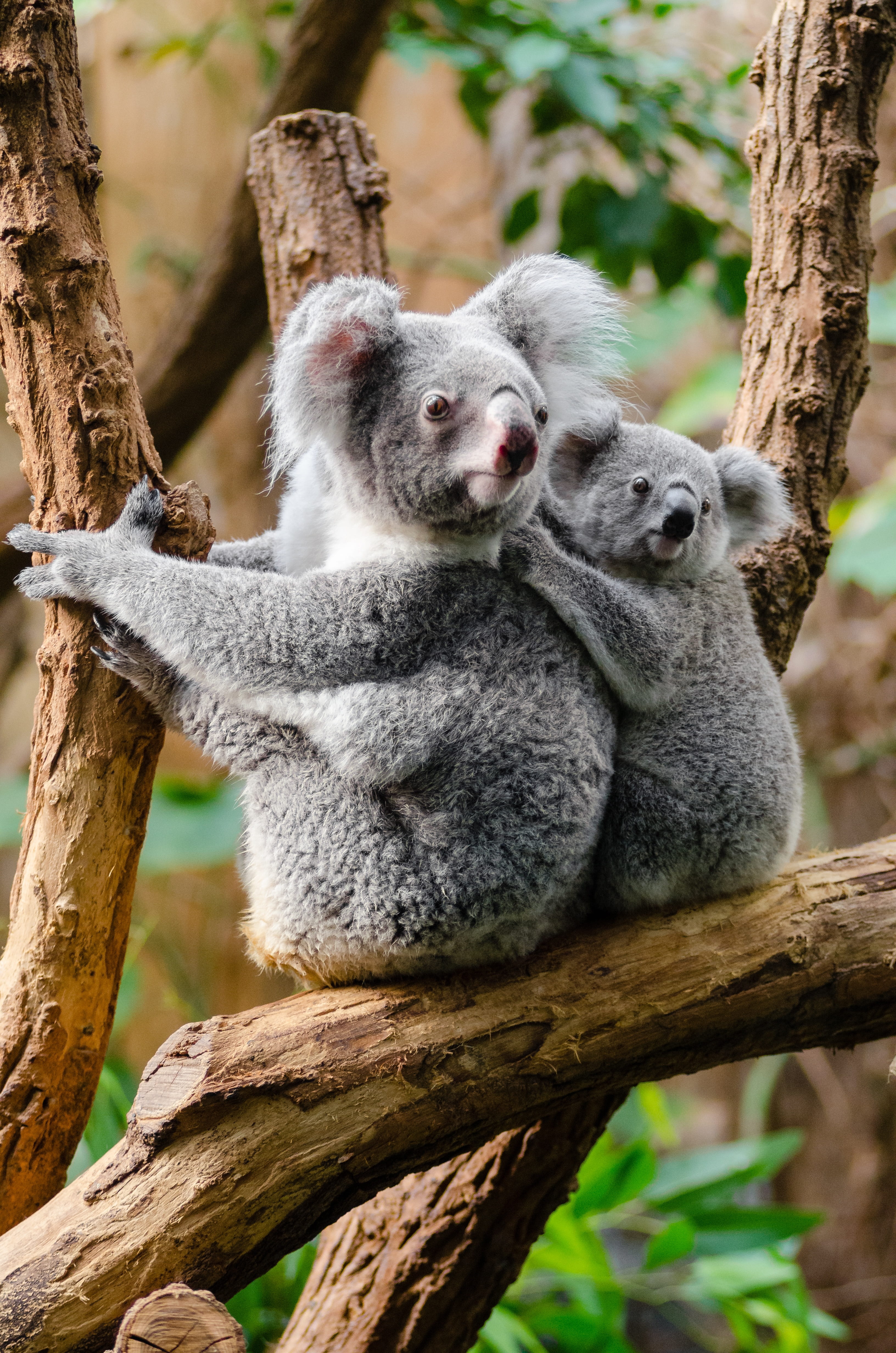 outdoors, koalas, cute, branches, nature, tree trunk, sitting, vertebrate, furry, animal wildlife, animals in the wild, branch, 4K, koala, bears, no people, Phone HD Wallpaper
