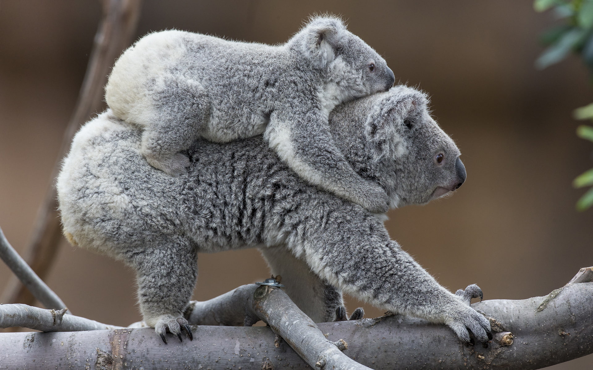 gray, koala, two, hd, animals, 1080P, koalas, HD Wallpaper