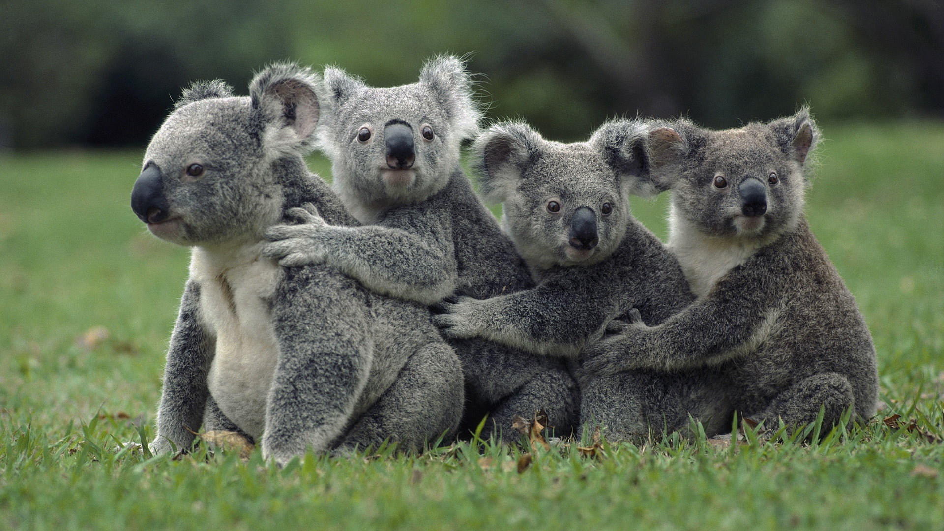 green Color, three animals, outdoors, gray, nature, koala, s, animal wildlife, small, sit, animal family, plant, animal, koalas, fluffy, australian Culture, HD Wallpaper