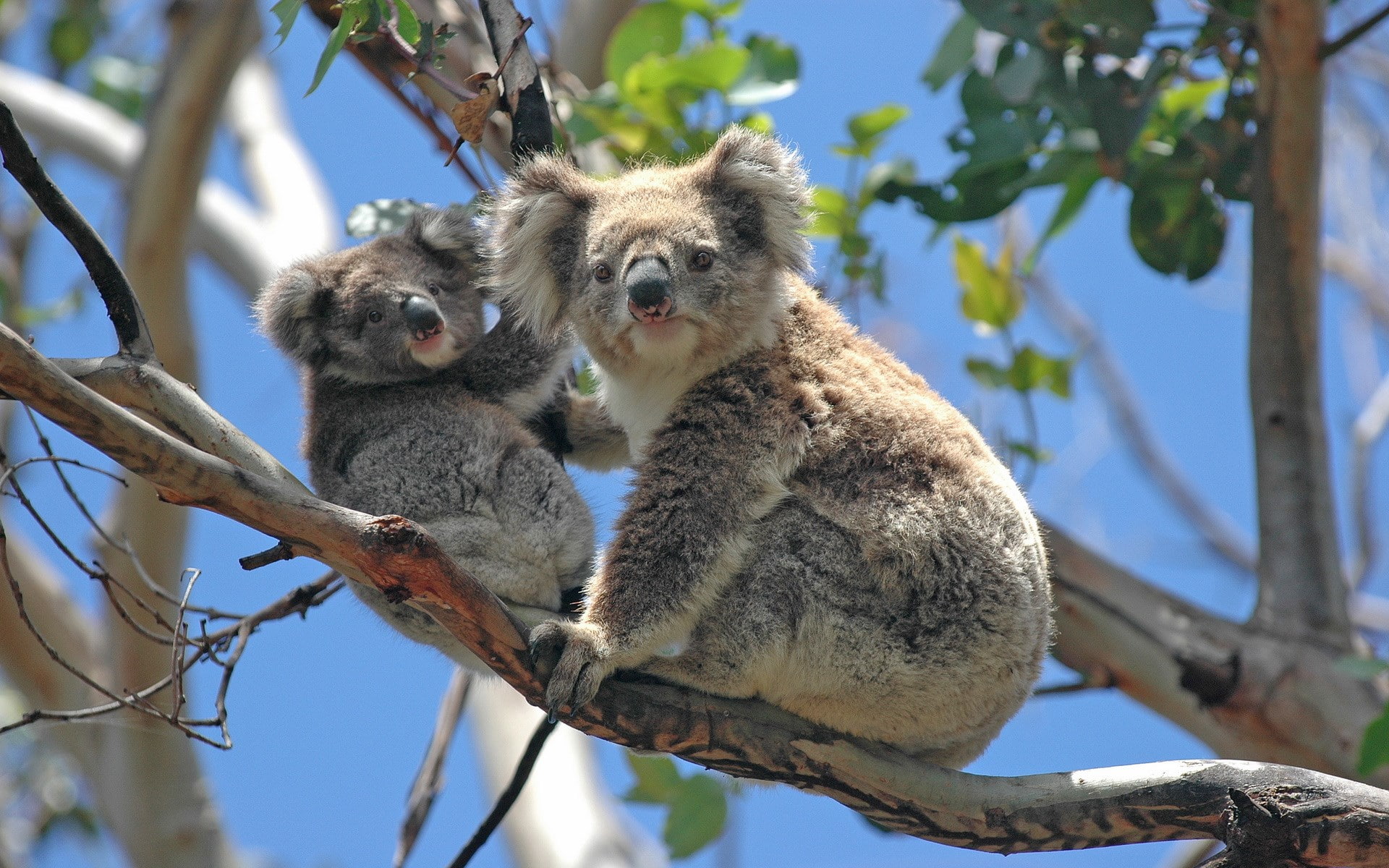 animal themes, nature, tree, 1080P, group of animals, plant, animal, sky, no people, sunlight, animal wildlife, mammal, low angle view, outdoors, koala, HD Wallpaper