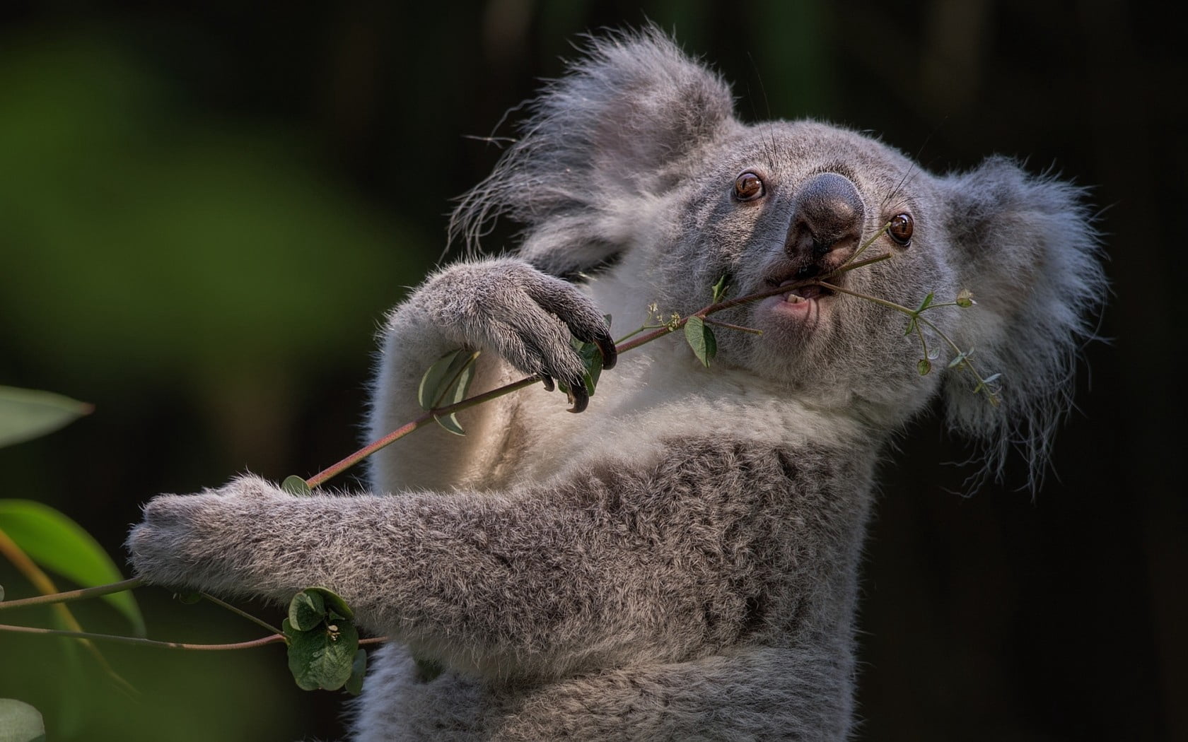 monkey, marsupial, cute, eucalyptus, animal head, forest, close-up, primate, focus on foreground, mammal, africa, animals In The Wild, wildlife, animal themes, HD Wallpaper