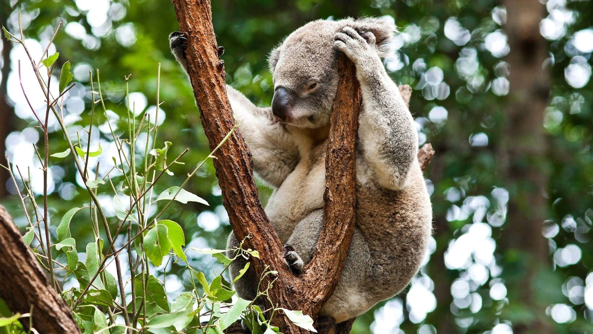 Forest, 1080P, Tree, Sleep, Australia, Koala, Herbivorous, Animals, HD Wallpaper