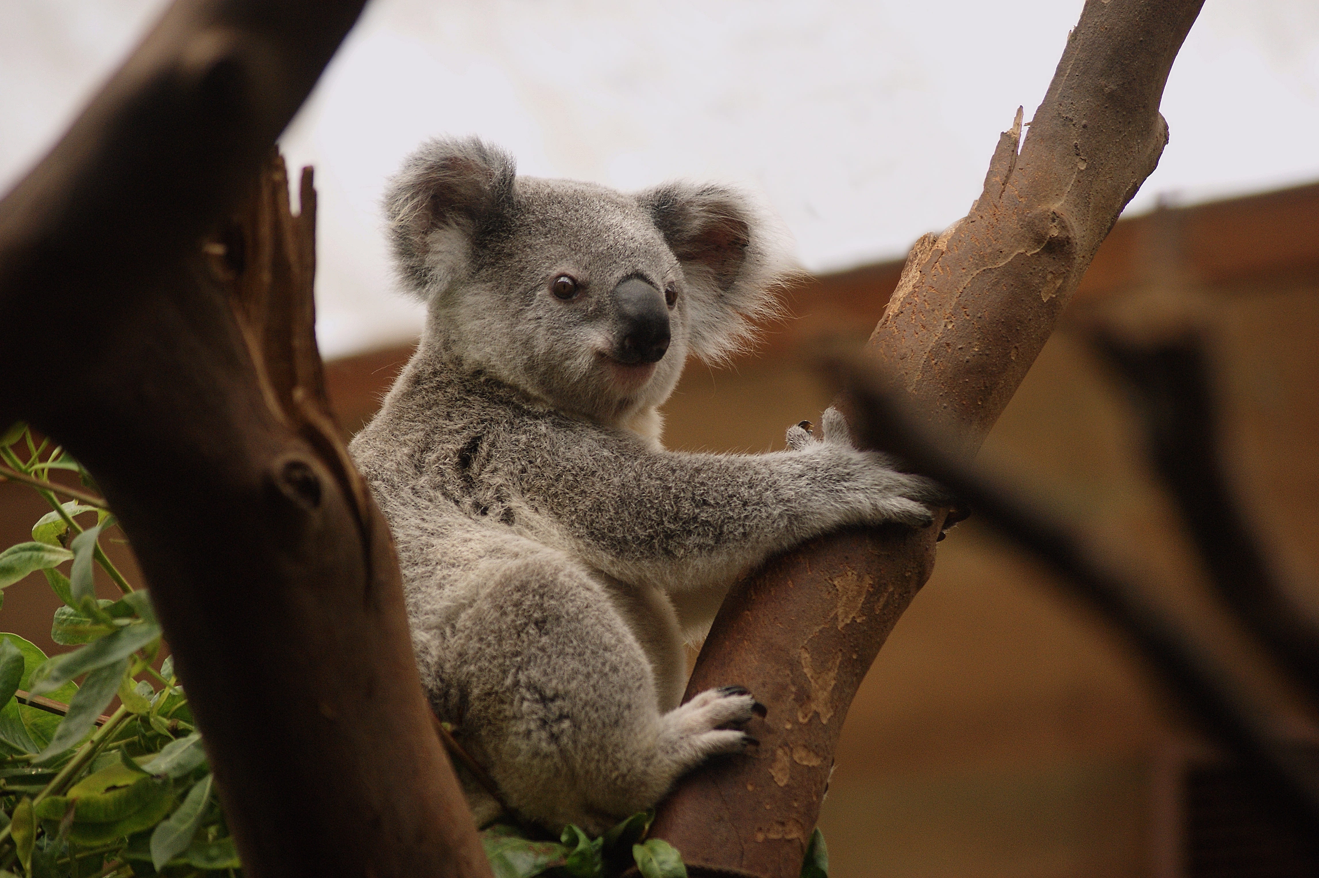 animal kingdom, koala, fauna, animal themes, plant, pouch, animal wildlife, sitting, animals, safari, nature, 4K, branch, no people, fur, creeping, buidelbeer, HD Wallpaper
