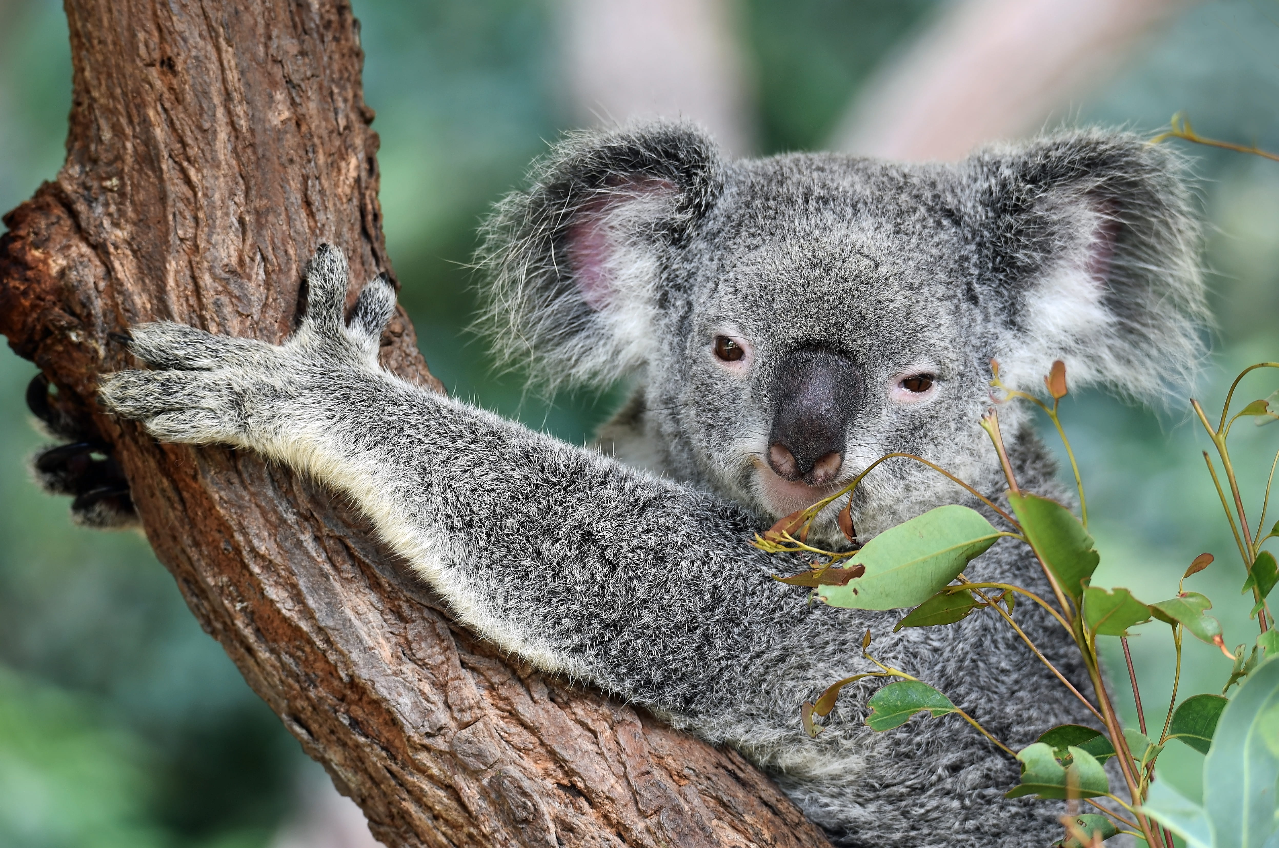 no people, portrait, herbivorous, log, outdoors, 4K, nature, day, animal themes, koala bear, david clode, in tree, plant, gray, leaf, animal wildlife, HD Wallpaper