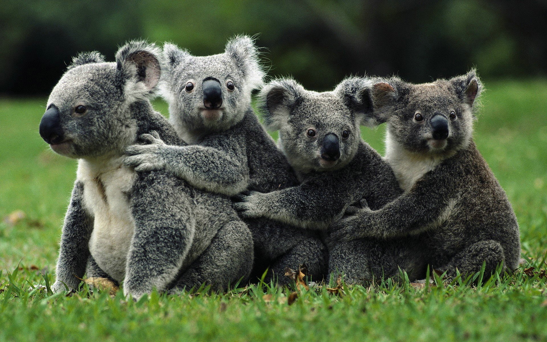 1080P, Hug, Animal, Koala, Love, Marsupial, HD Wallpaper
