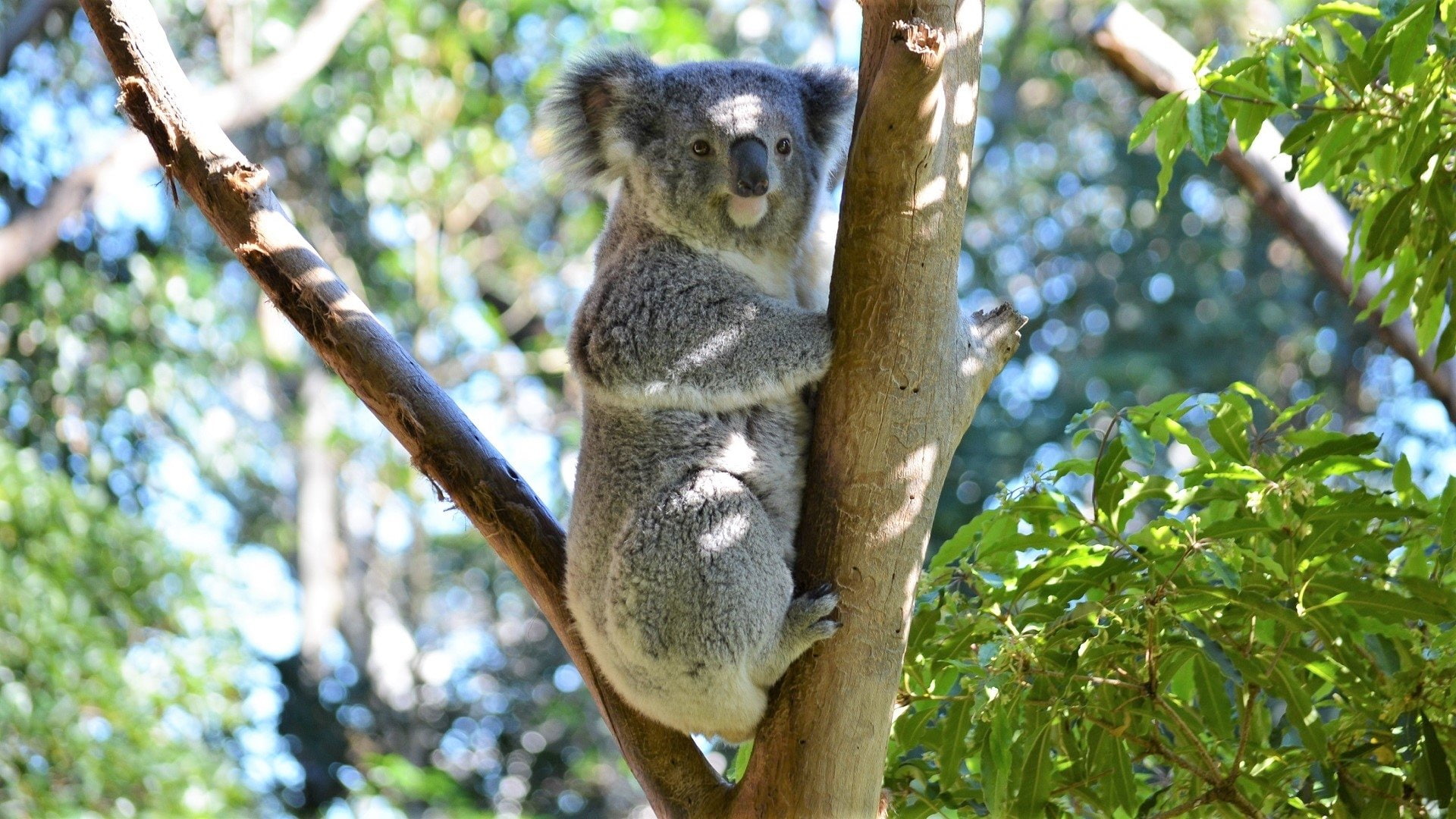 Koala, 1080P, Animal, Bokeh, Koala Bear, HD Wallpaper