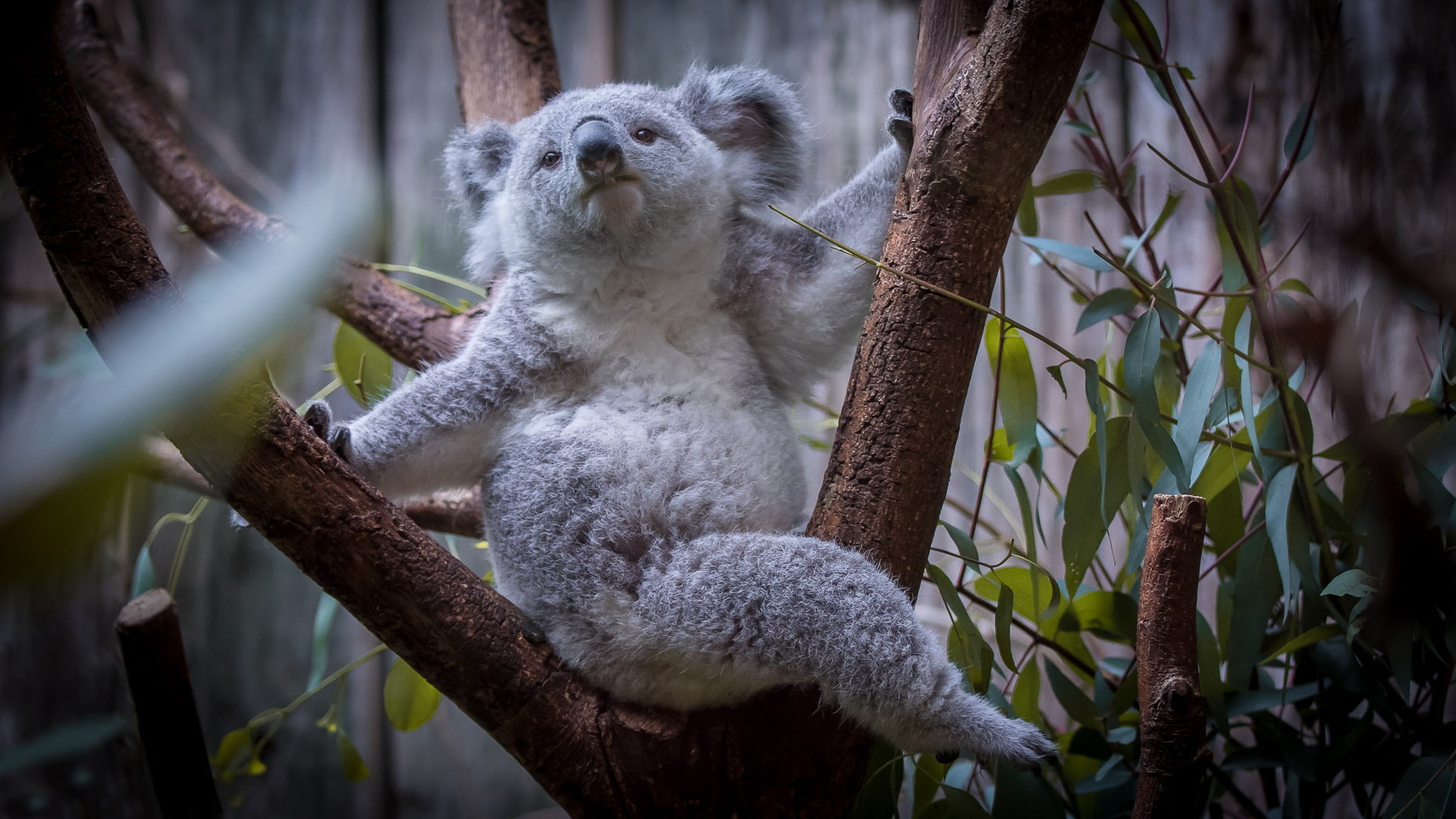 Koala, 1080P, tree, leaves, HD Wallpaper