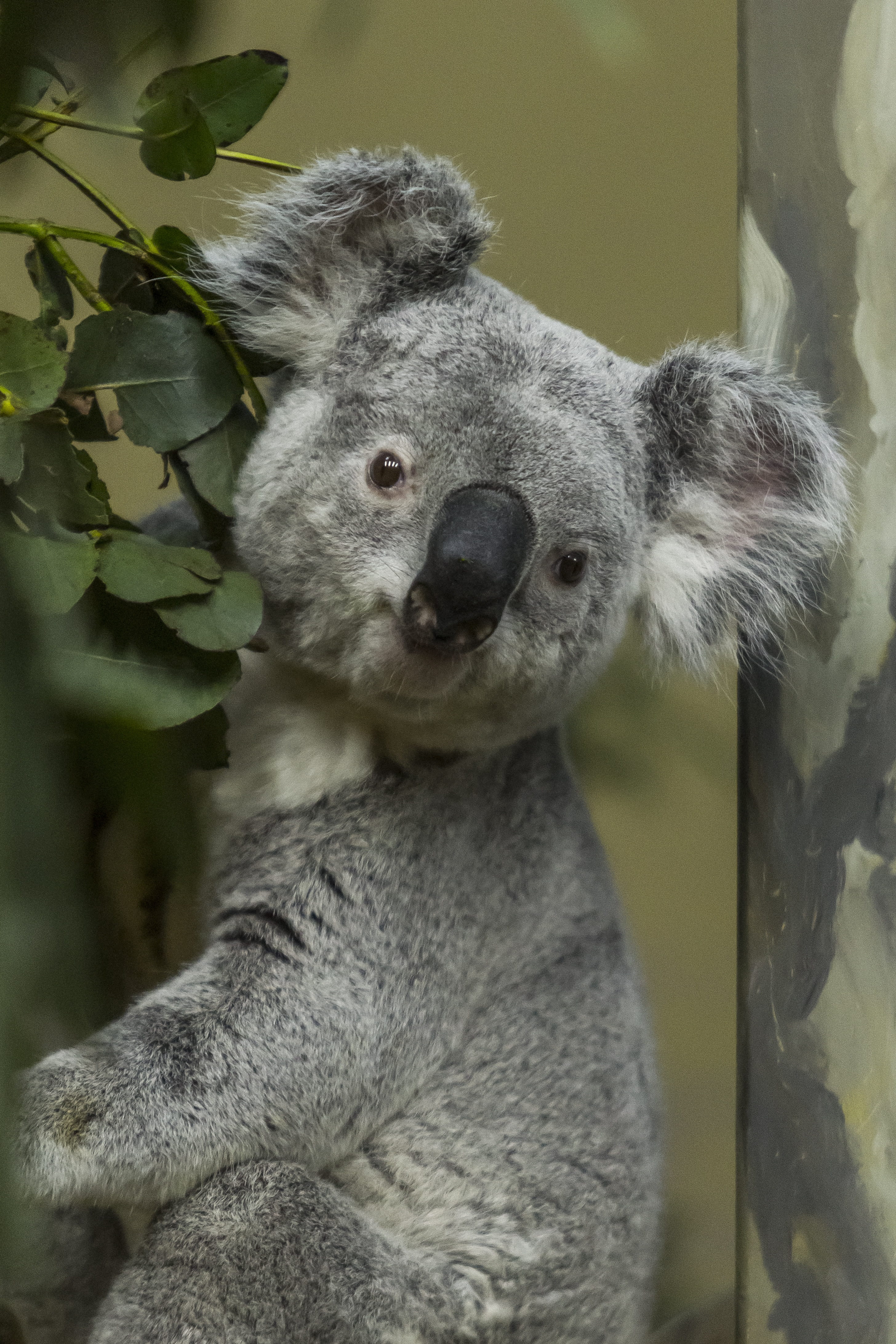 tree, one animal, aussie, bear, lazy, gray, animal themes, 4K, focus on foreground, mammal, branch, native, day, furry, animal, grey, budapest, no people, Phone HD Wallpaper