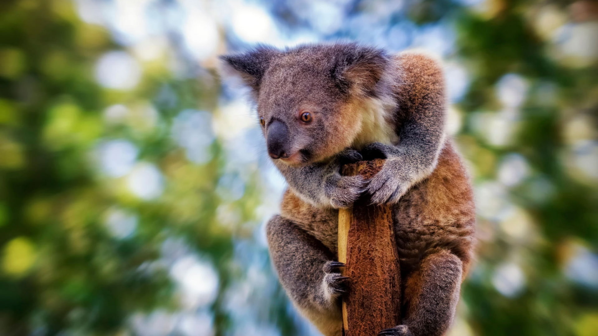 Koala, 1080P, Animal, HD Wallpaper