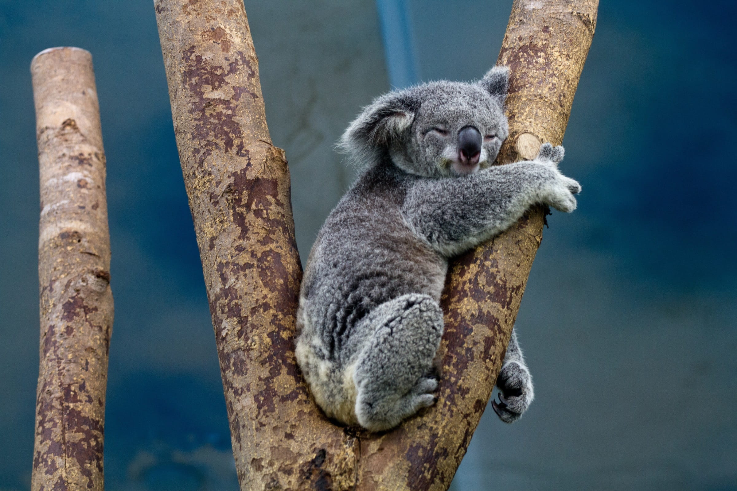 day, branch, tree trunk, zoo, animal, animals in the wild, animal themes, outdoors, full length, wild, nature, trunk, vertebrate, no people, one animal, HD Wallpaper