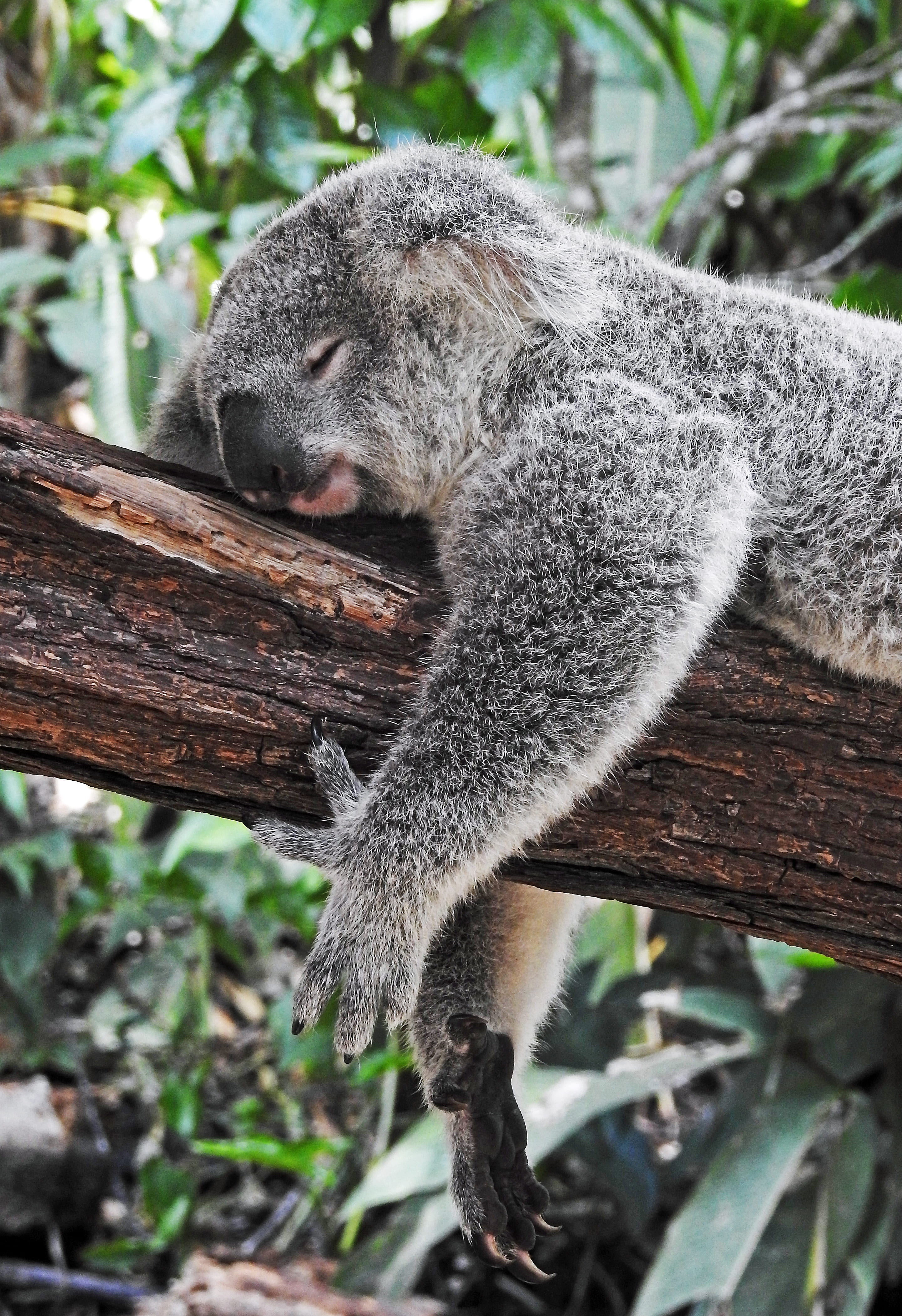 plant, koala, day, no people, animal themes, branch, wood - material, outdoors, tree, animal, animals in the wild, 4K, bear, sleeping, one animal, animal wildlife, Phone HD Wallpaper