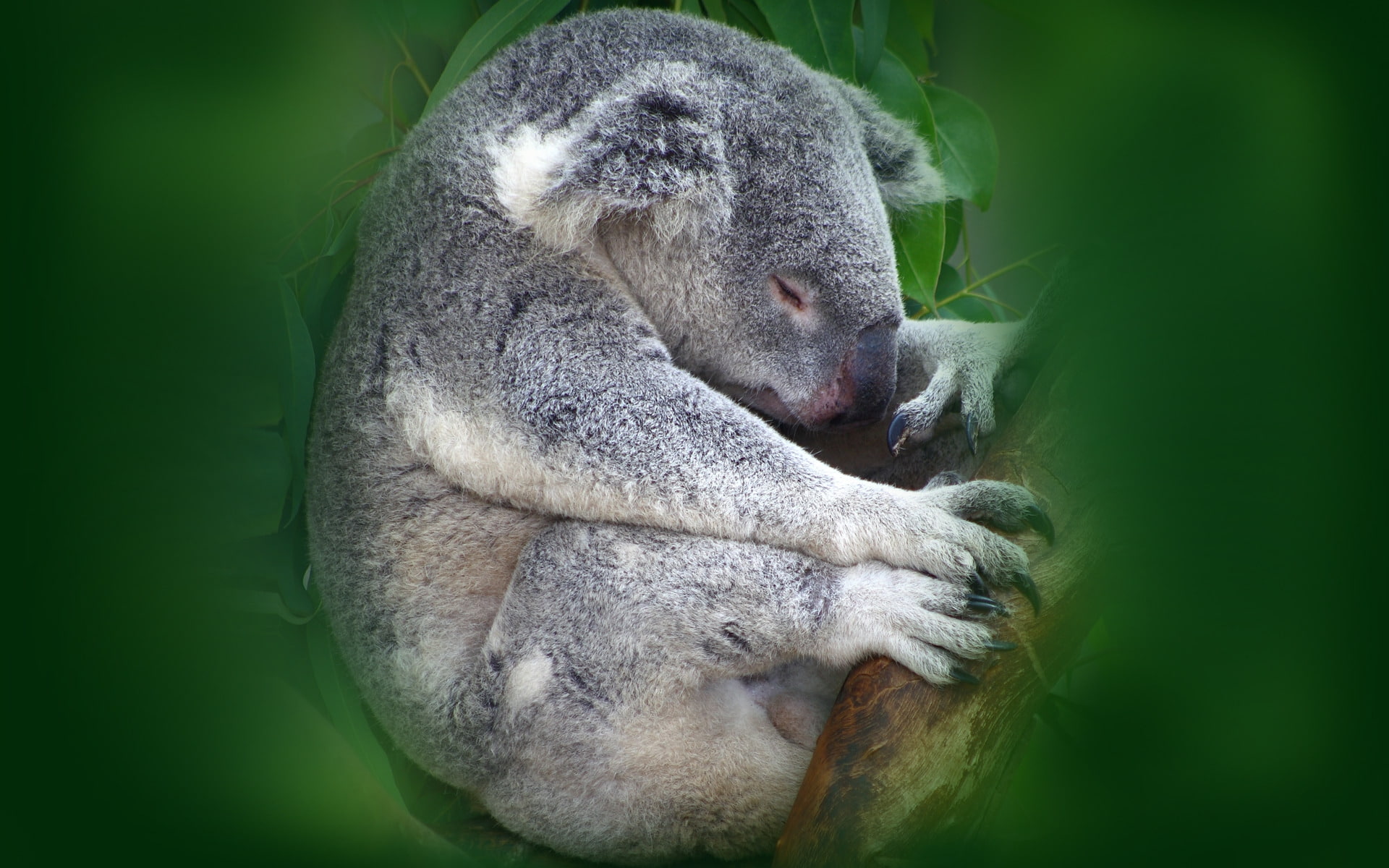 1080P, koala, sleeping, HD Wallpaper