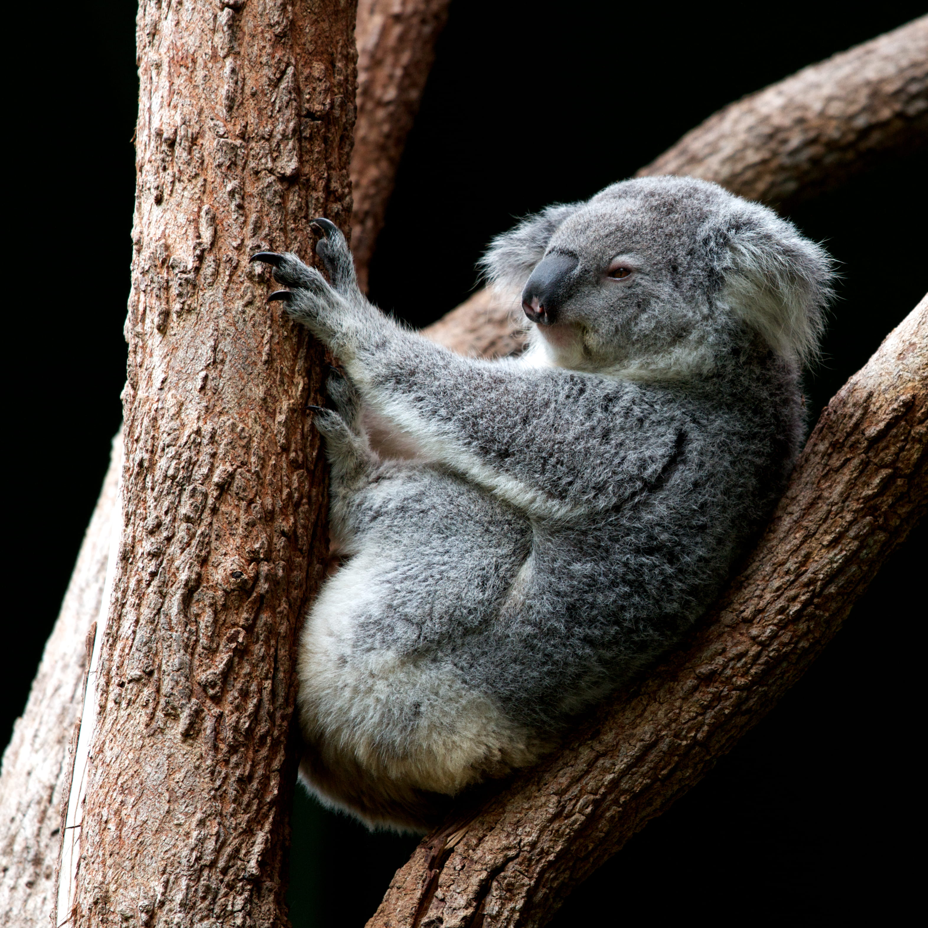 bear, animal wildlife, tree, animal themes, plant, tree trunk, koala portrait, koala, icon, eyes closed, koala bear, koala in tree, no people, perching, Phone HD Wallpaper
