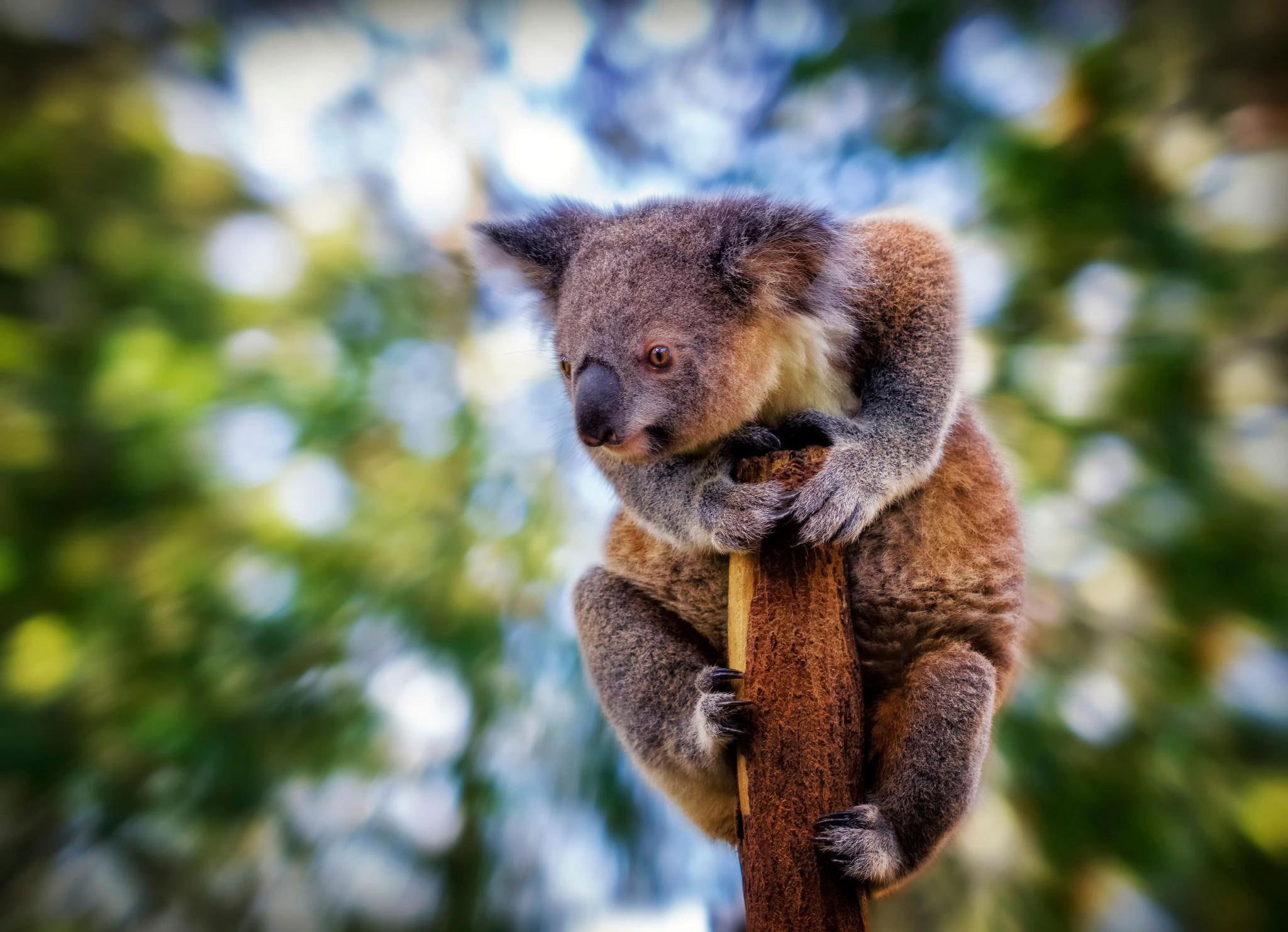 background, koala, beast, blur, 1080P, tree, sit, HD Wallpaper