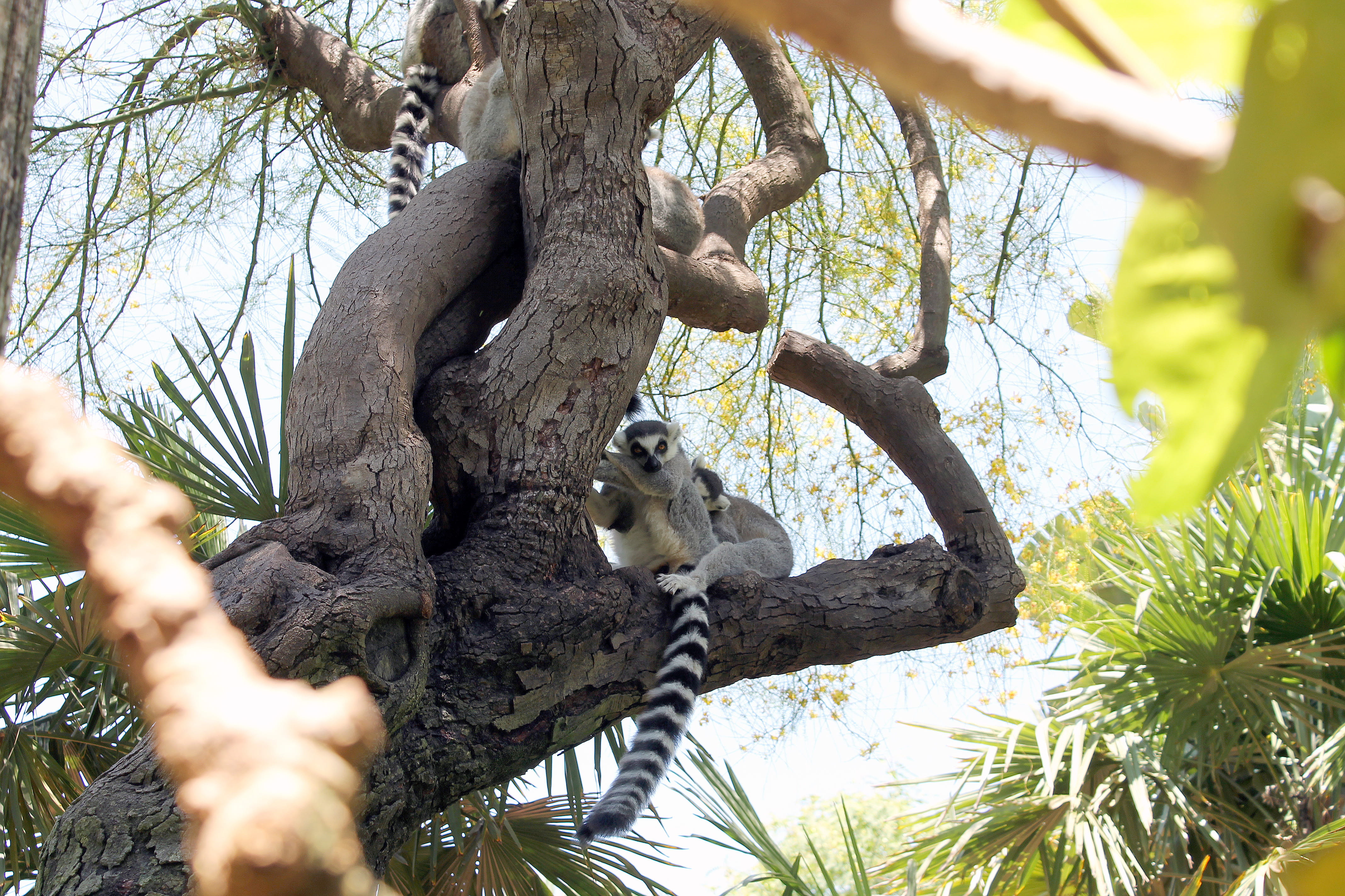 outdoors, day, nature, animal wildlife, animal themes, koala, vertebrate, mammal, plant, animals in the wild, branch, several, low angle view, lemurs, tree, HD Wallpaper