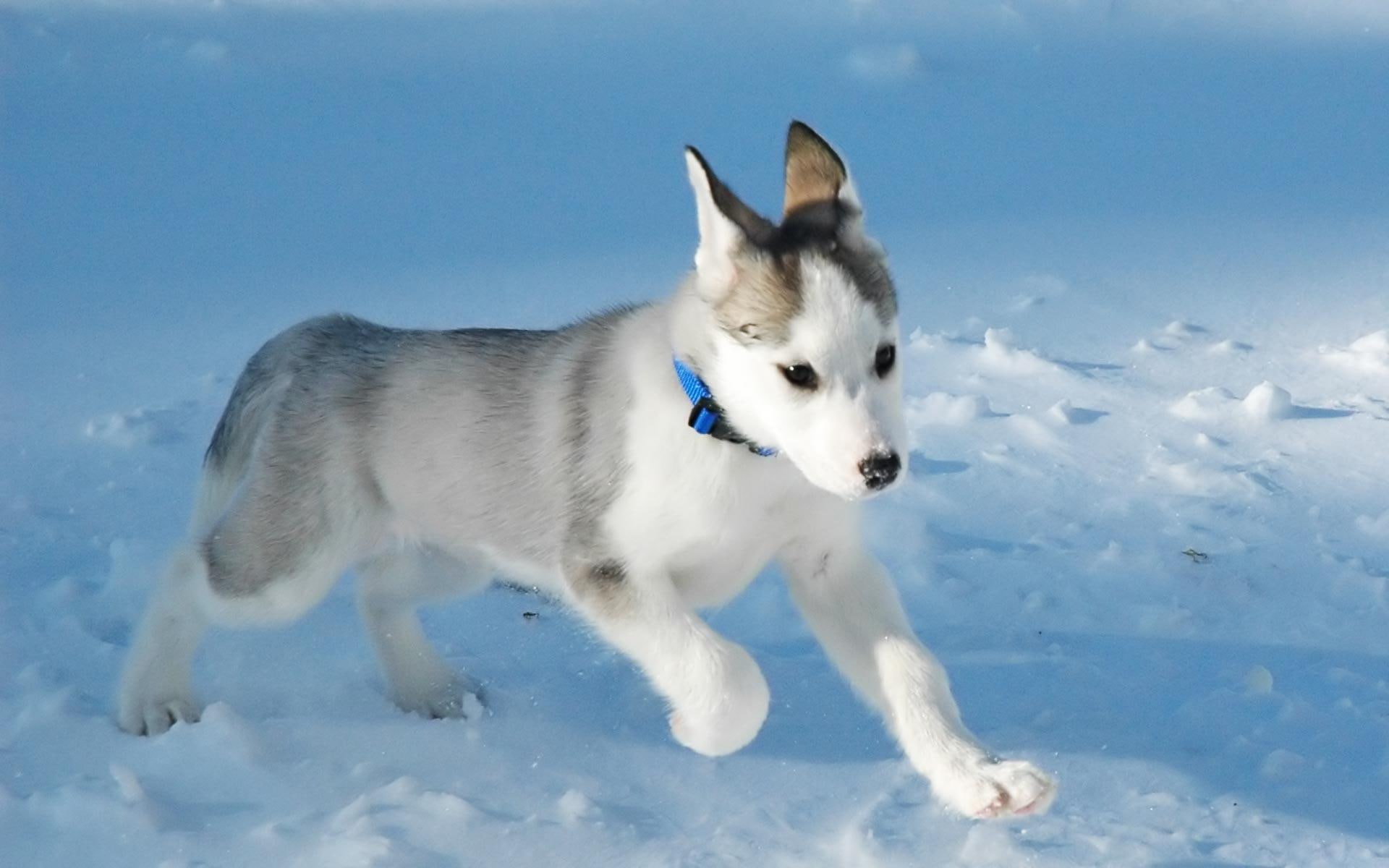eskimo, snow, animals, puppies, dogs, canadian, 1080P, puppy, HD Wallpaper