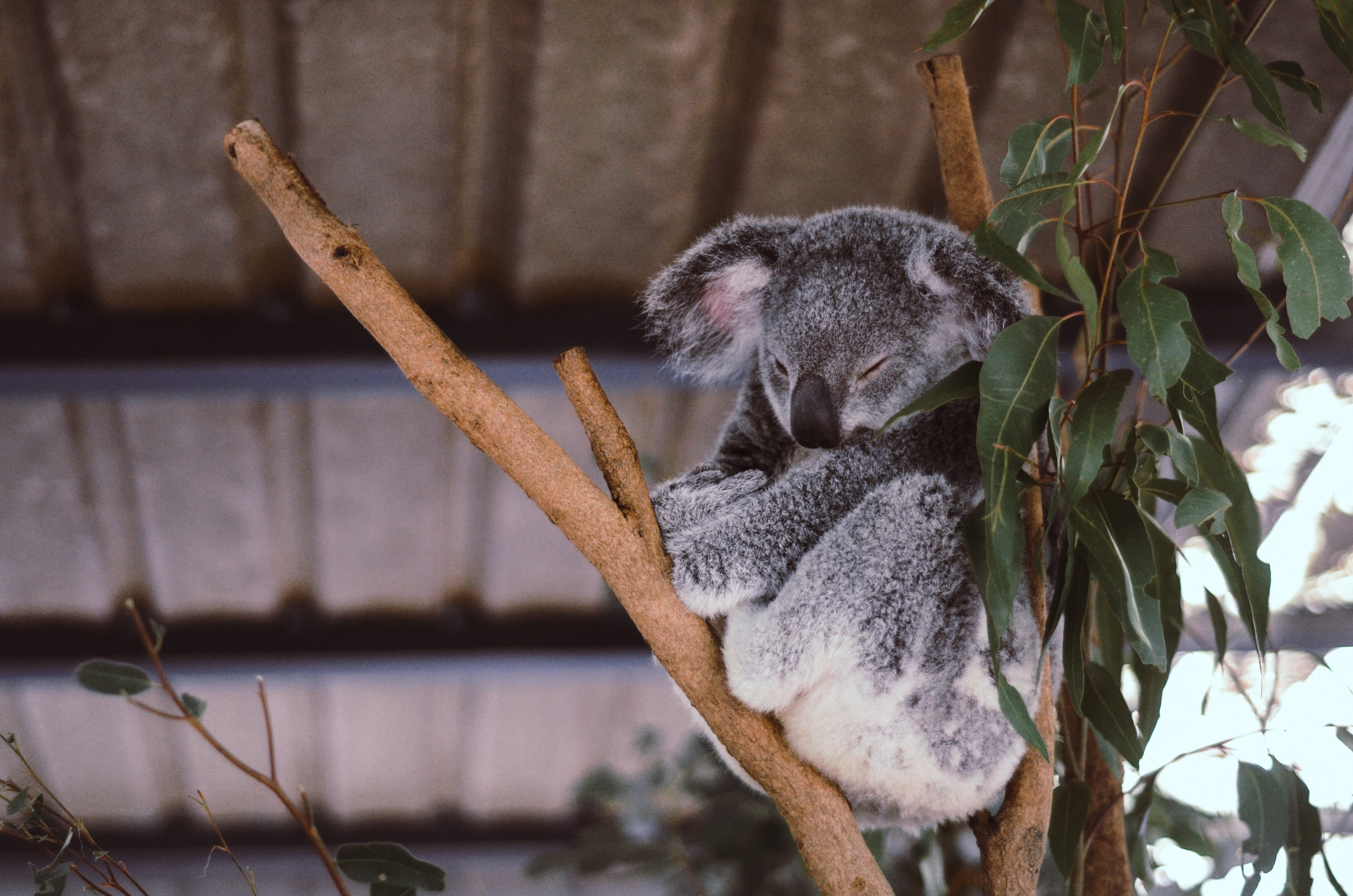 australian Culture, outdoors, animal wildlife, wildlife, plant part, leaf, herbivorous, outback, focus on foreground, endangered Species, cute, vertebrate, HD Wallpaper