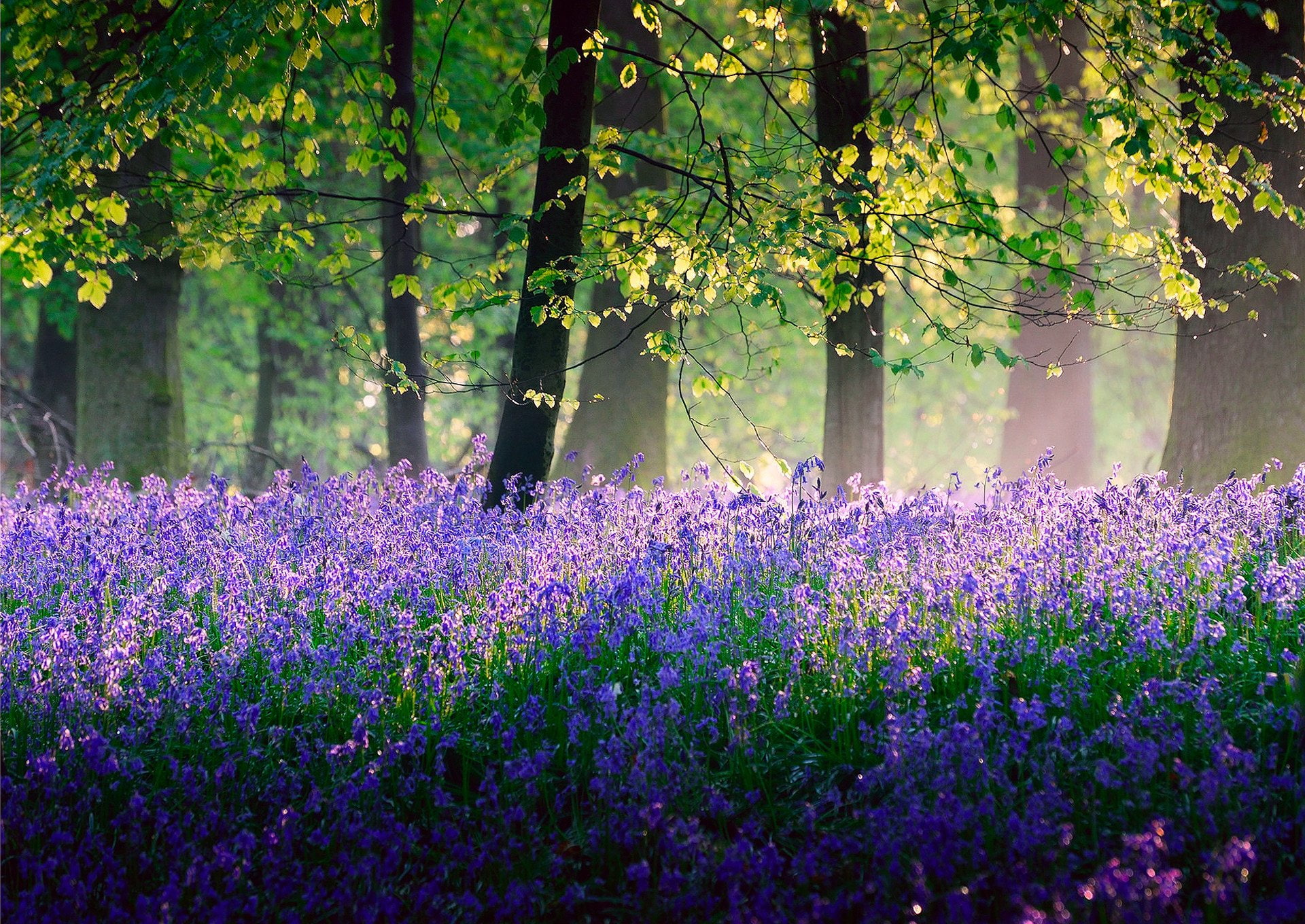 trees, may, spring, flowers, 1080P, fores, HD Wallpaper