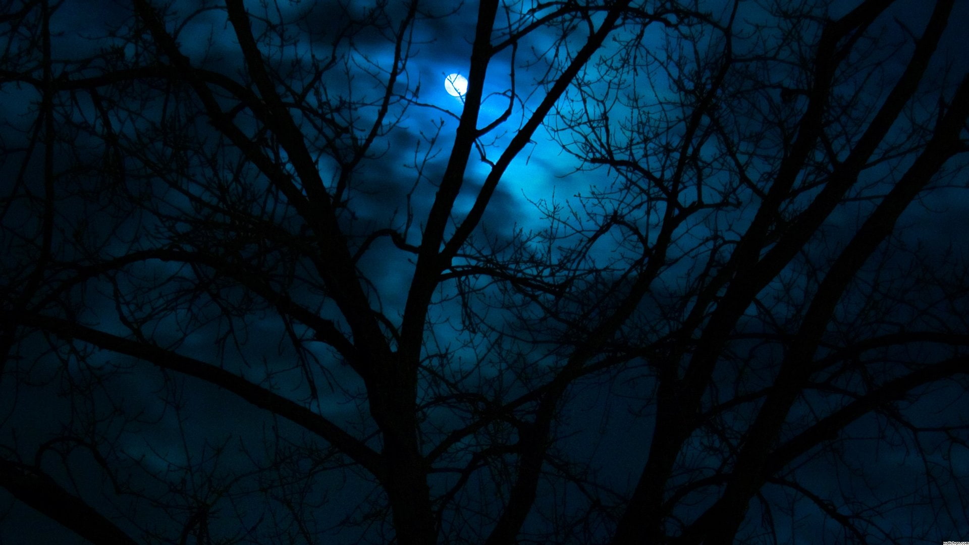 1080P, Dark, Beautiful, scenery, Fores, HD Wallpaper