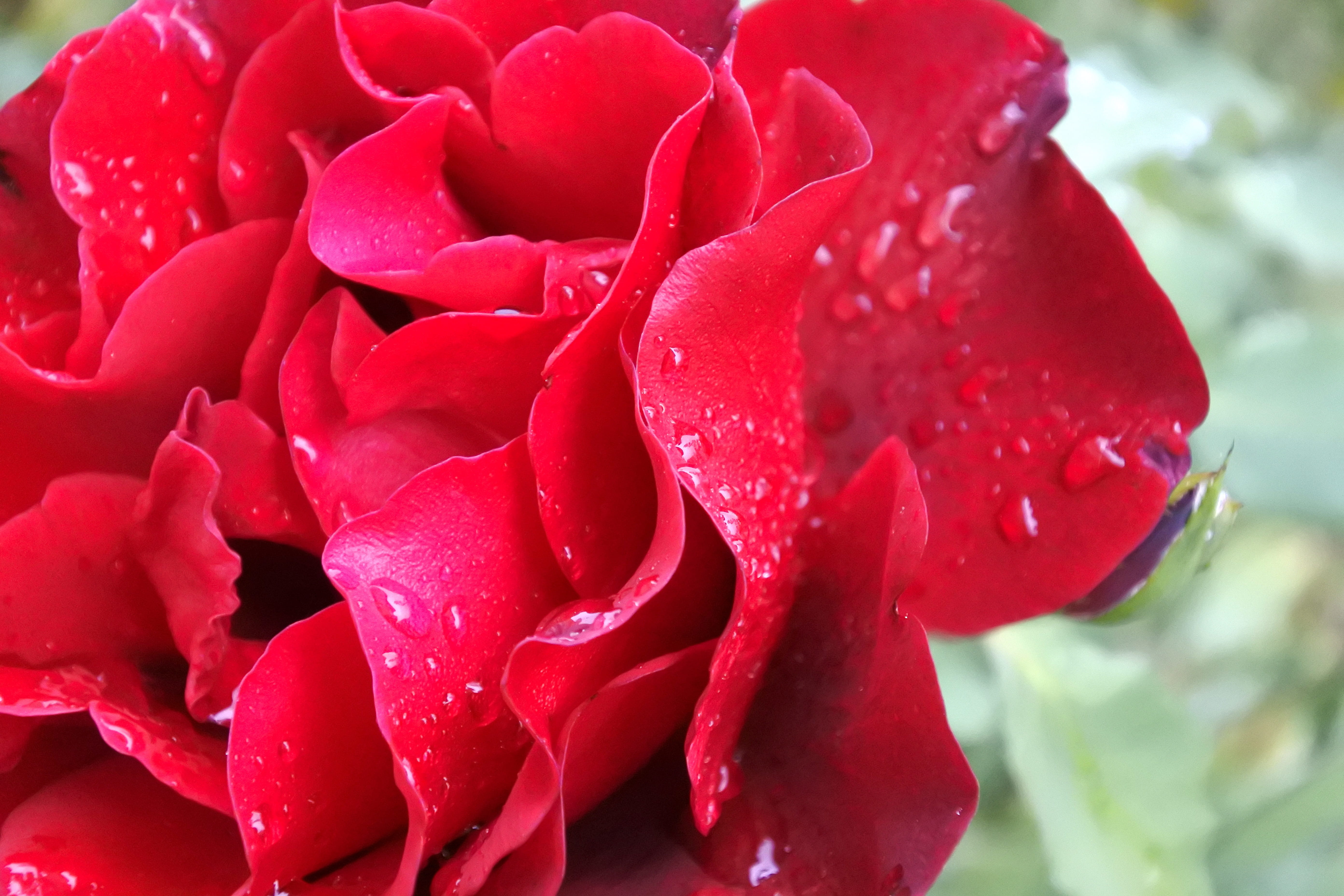 Drops, no people, flowering plant, red, vulnerability, outdoors, purity, Water, Rose, close-up, Red, Petals, fore, rain, plant, flower head, inflorescence, HD Wallpaper