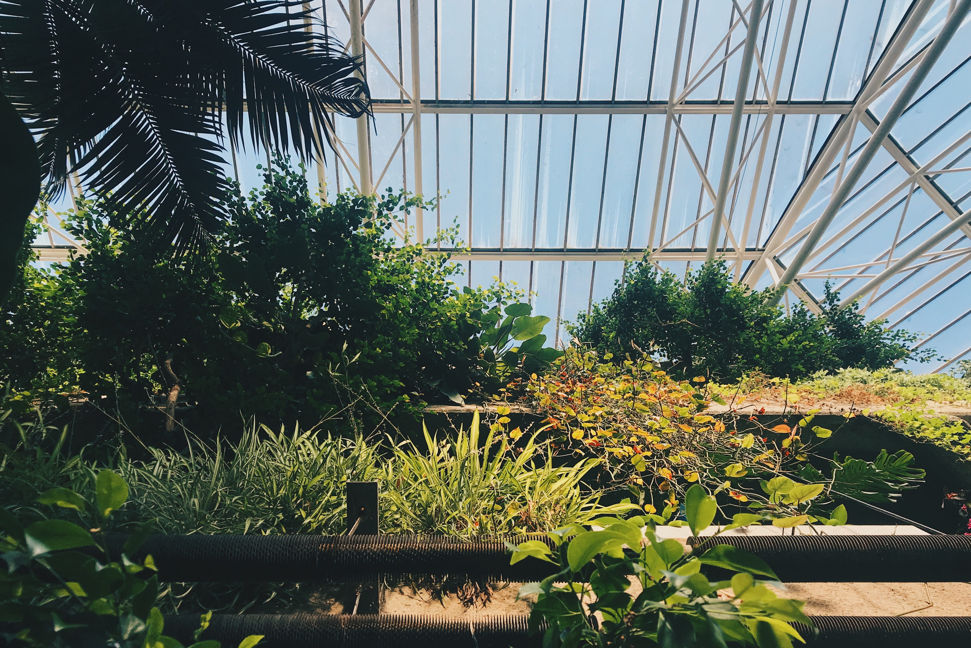 flower, garden, england, nature, sky, botany, united kingdom, autumn, tree, greenhouse, sunlight, built structure, 4K, plant nursery, color, HD Wallpaper