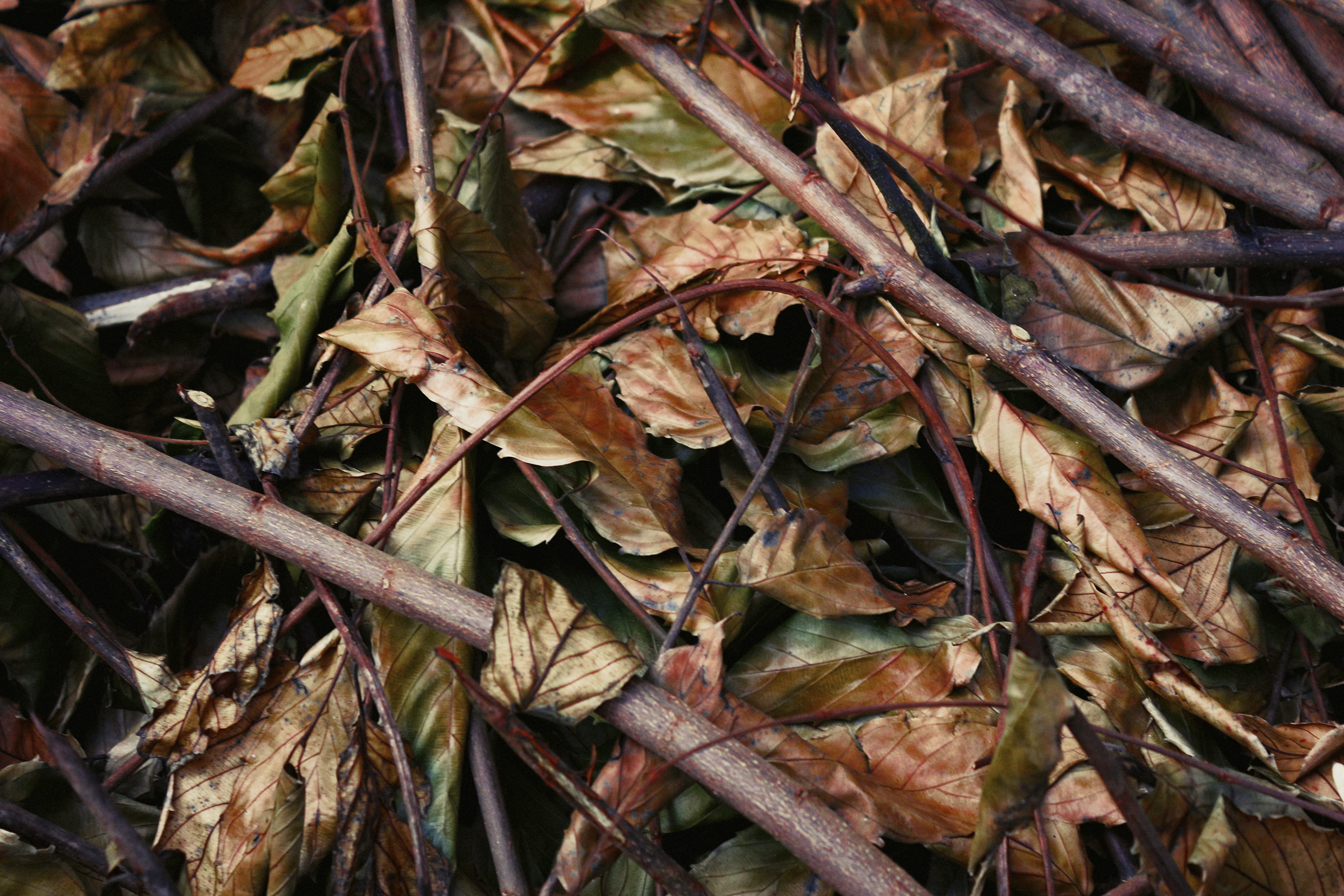 leaf, fores floor, close-up, backyard, full frame, dropped, brown, outdoors, leaves, 5K, dry, earthly, canon, plant, twig, backgrounds, no people, HD Wallpaper
