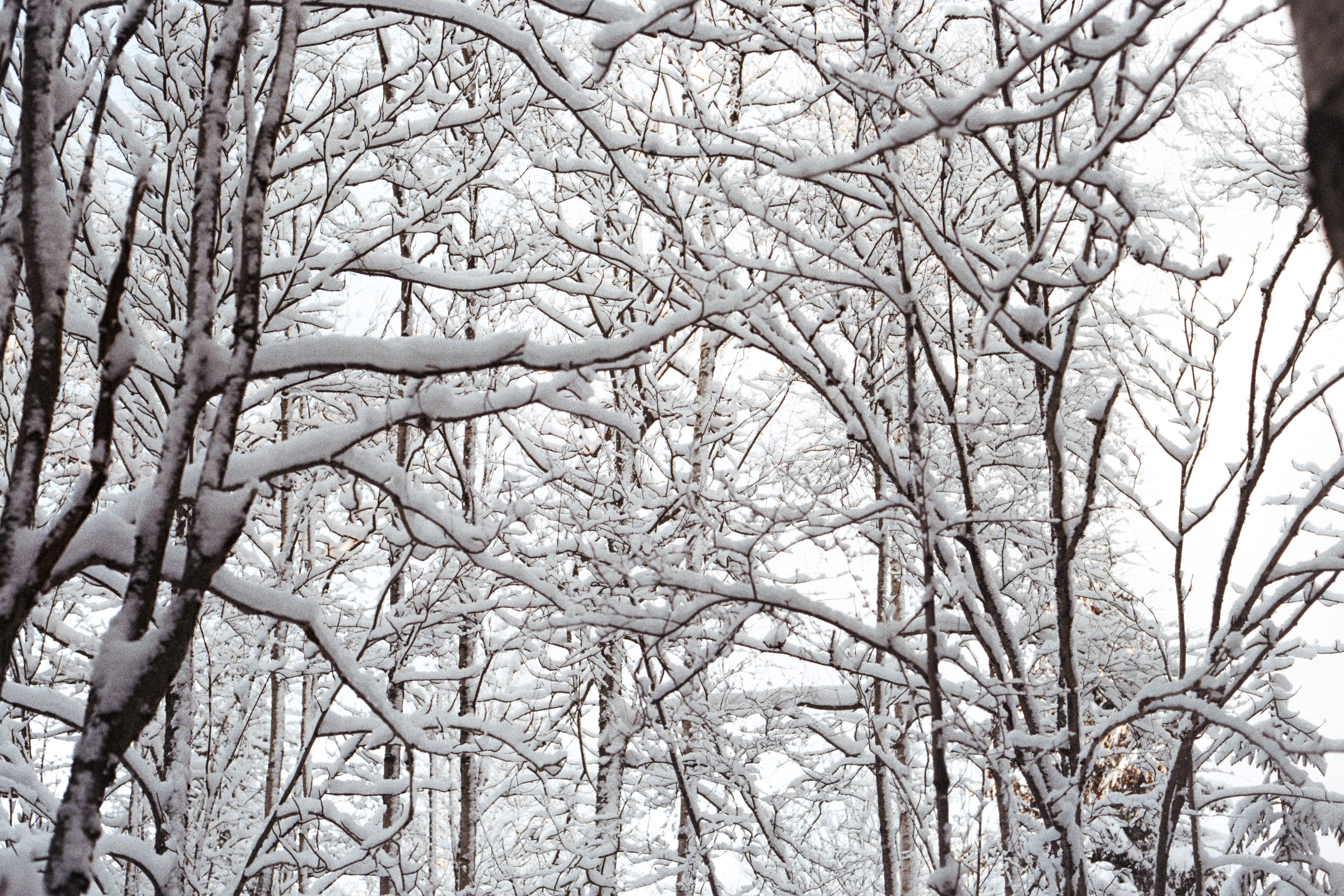 winter, plant, land, branches, day, scenics - nature, filipstad, branch, covering, no people, sweden, outdoors, forest, cold temperature, fores, snow, beauty in nature, HD Wallpaper