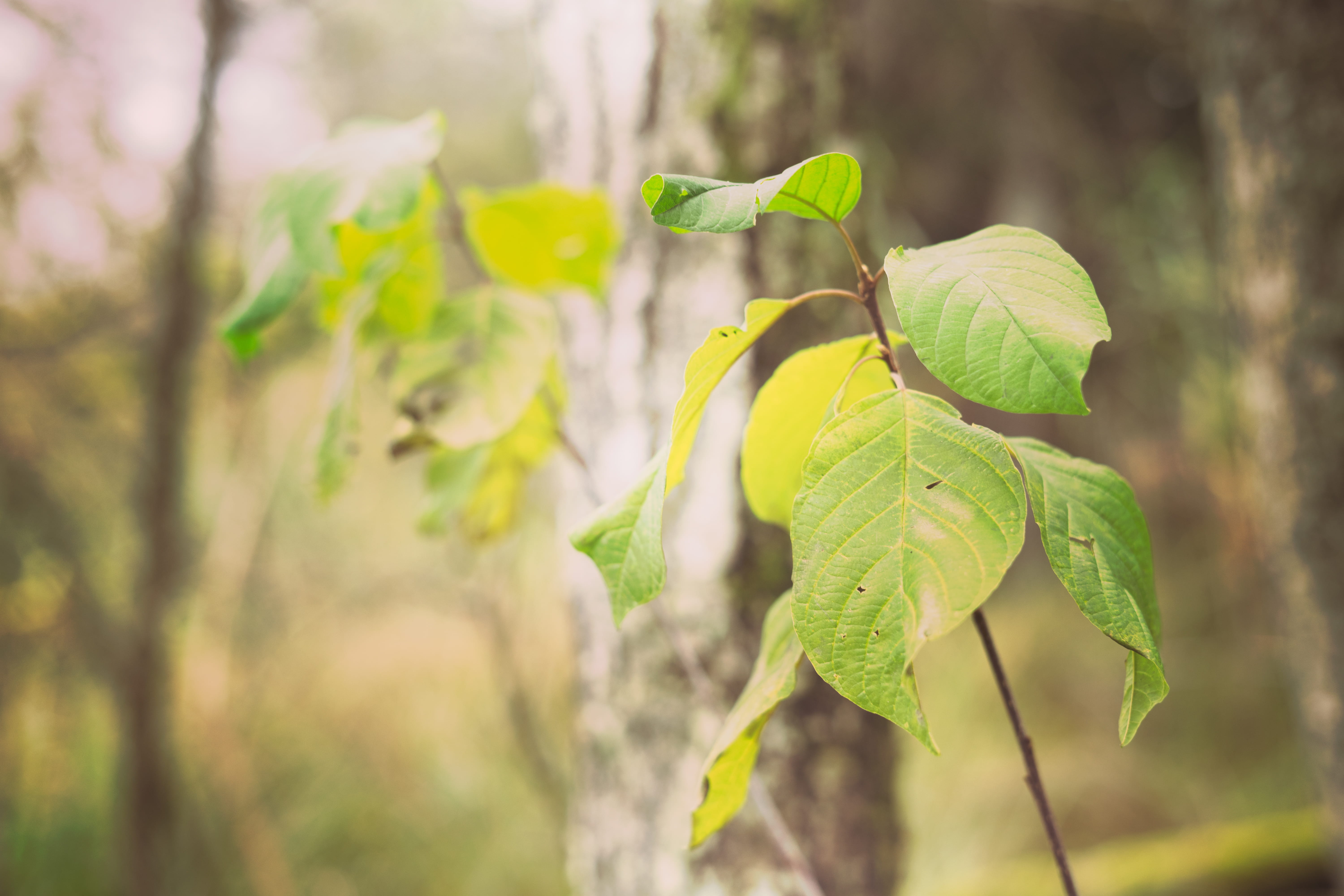 close-up, green, focus on foreground, outdoors, recreation, unteregg 95, day, freshness, green color, land, 5K, tree trunk, fall, beginnings, wood, höfen, HD Wallpaper