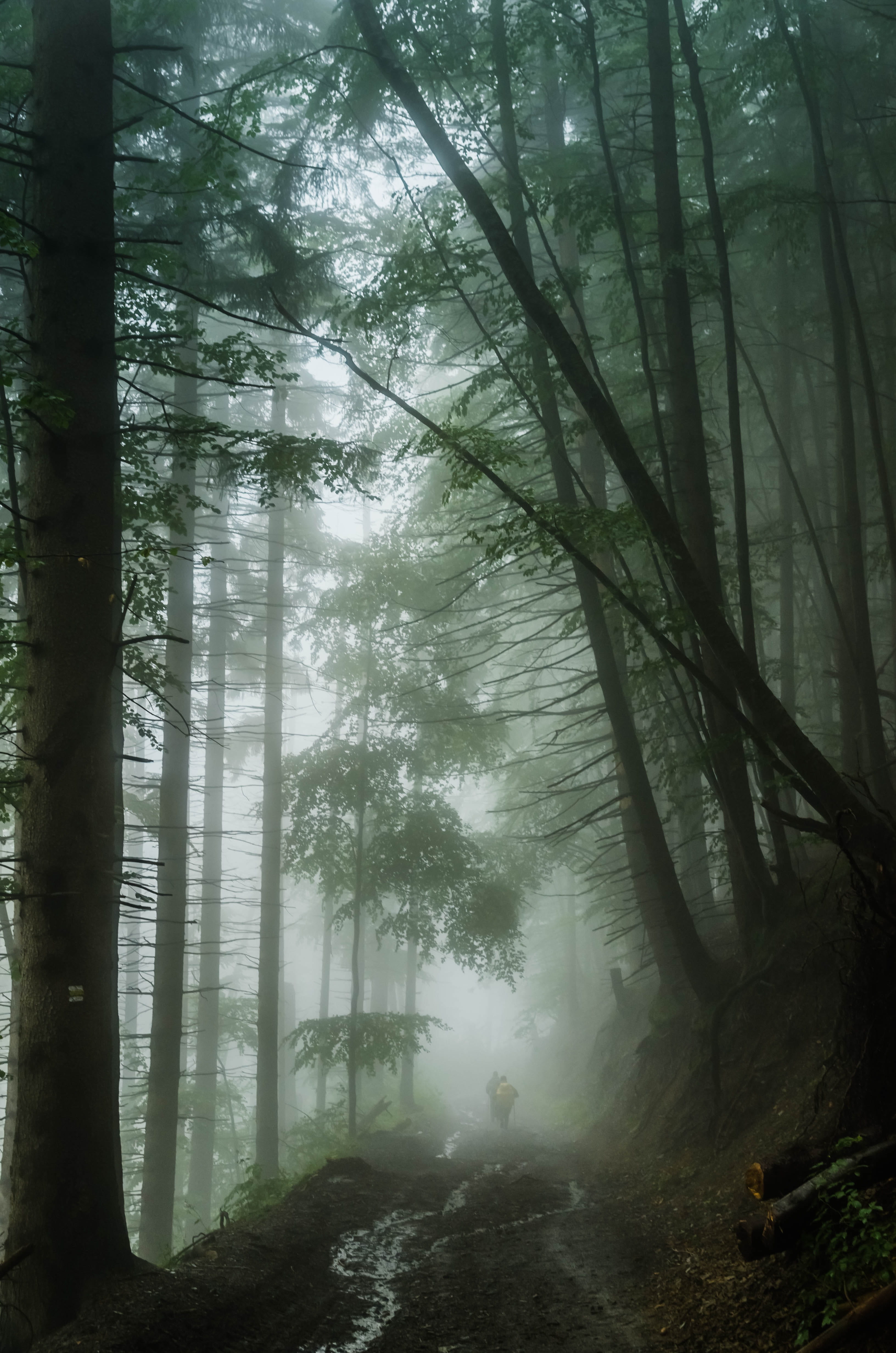 plant, branch, land, non-urban scene, hazy, day, carpathians, tranquil scene, forest, no people, road, nature, beauty in nature, tranquility, outdoors, Phone HD Wallpaper