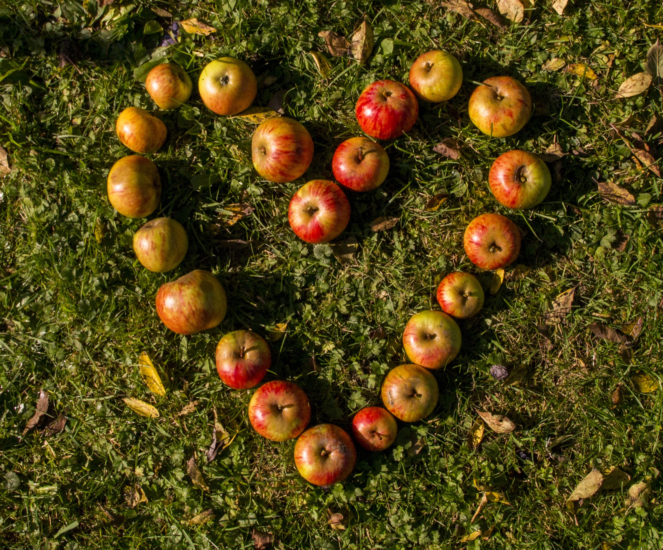 growth, partnership, freshness, apples, day, field, enjoy, green color, 2K, no people, heart, healthy eating, food, mindfulness, ripe, benefit from, apple - fruit, HD Wallpaper