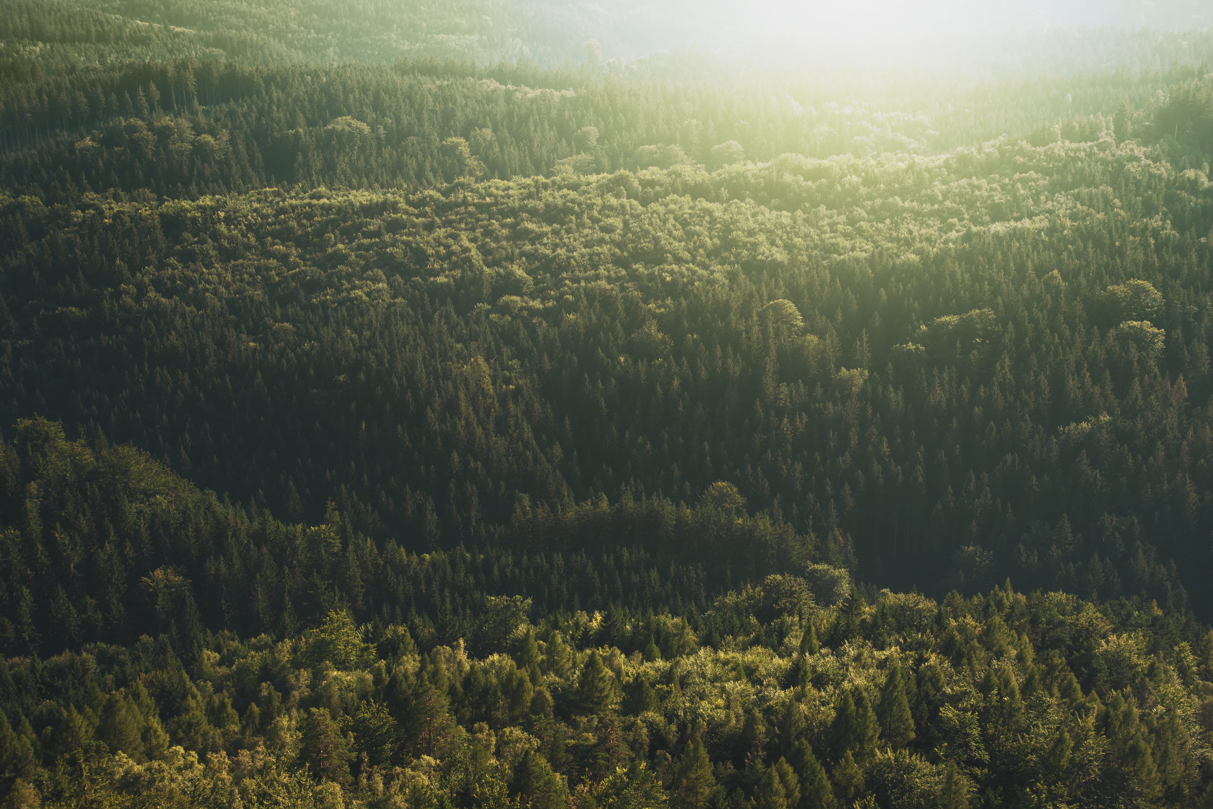 sunlight, green color, plant, mountain, fores, beauty in nature, photo, environment, landscape, sunset, no people, photography, pine tree, tree, HD Wallpaper
