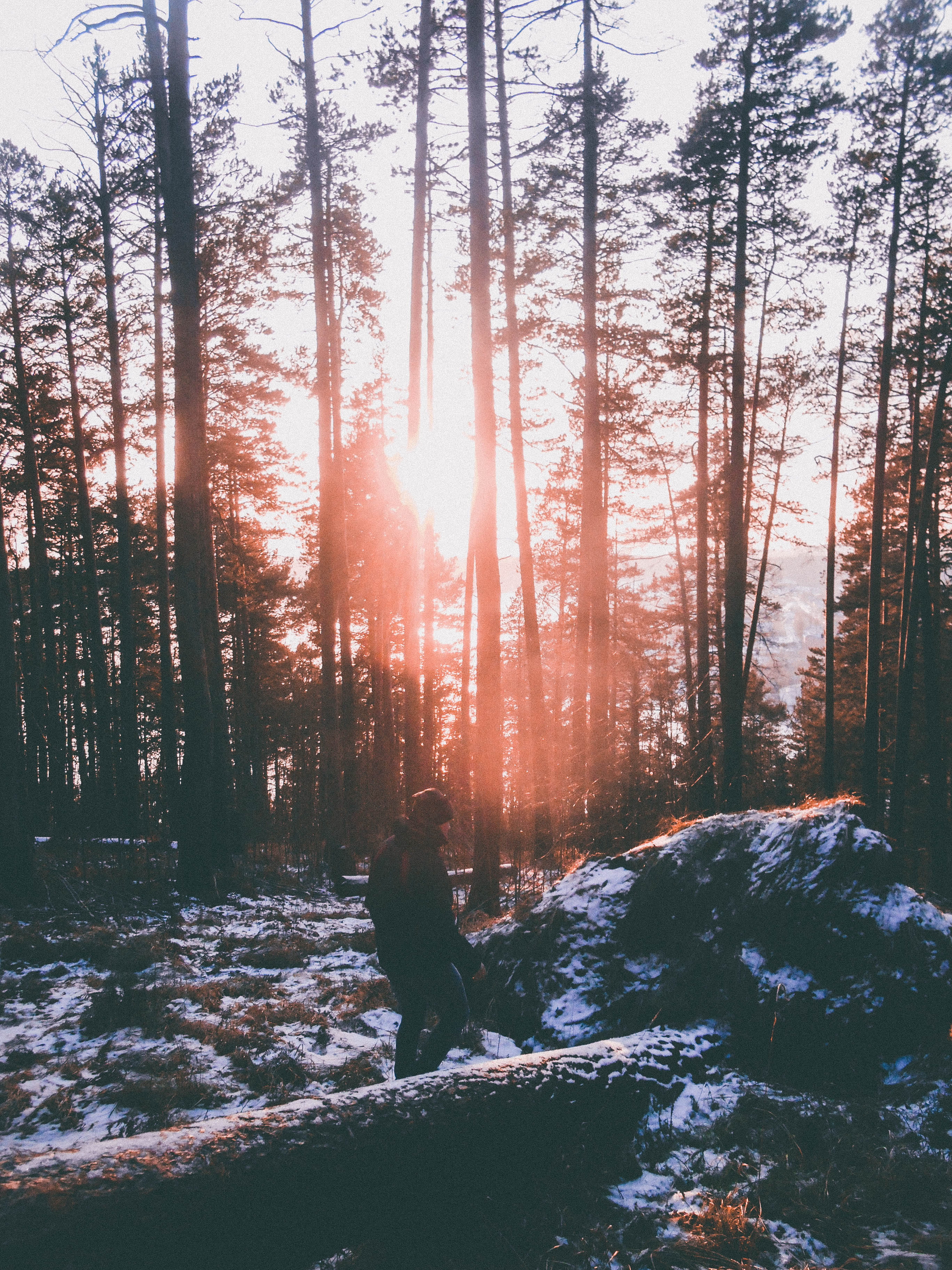 fores, woodland, winter, tranquil scene, 2K, lifestyles, snow, sitting, leisure activity, warm clothing, outdoors, plant, photo, land, rock, forest, scenics - nature, Phone HD Wallpaper