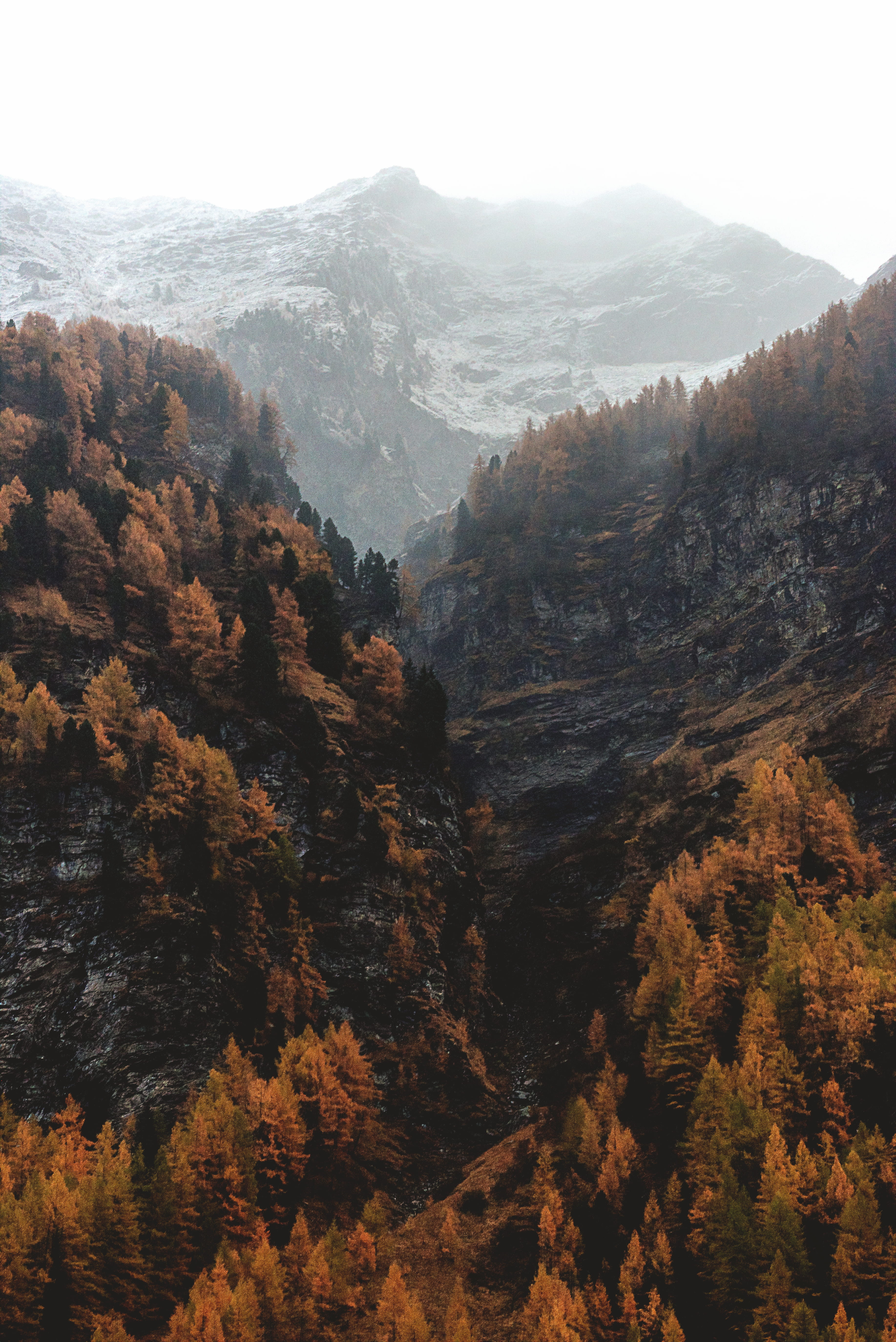 mountains, snow, fog, view, brown, gray, tranquil scene, autumn, leaf, non-urban scene, trees, land, scenics - nature, mountain peak, maple, coniferous tree, Phone HD Wallpaper