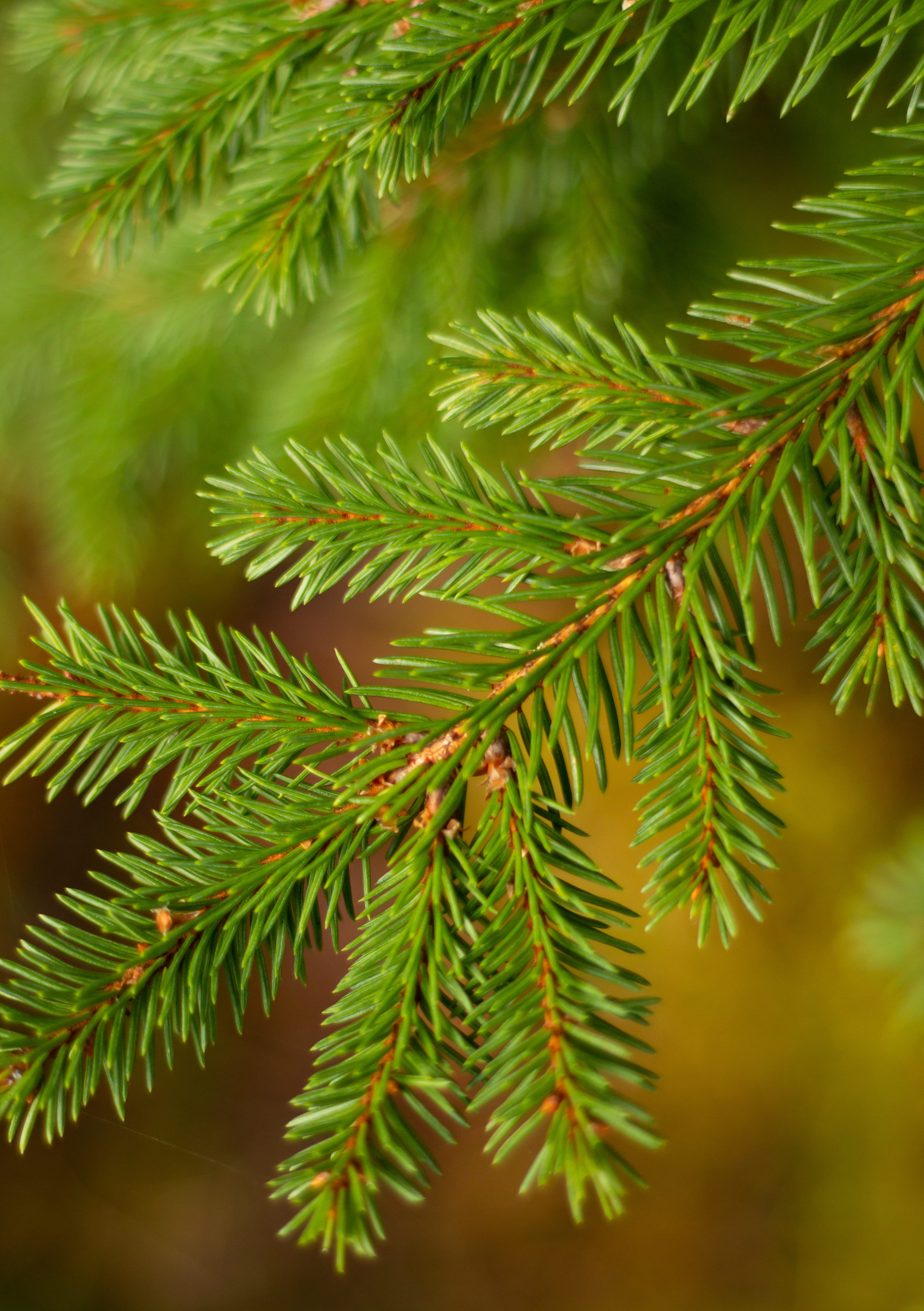 pine tree, yew, abies, plant, coniferous, fern, leaf, nature, macro, coniferous tree, pine, no people, 5K, conifer, focus on foreground, green color, selective focus, Phone HD Wallpaper