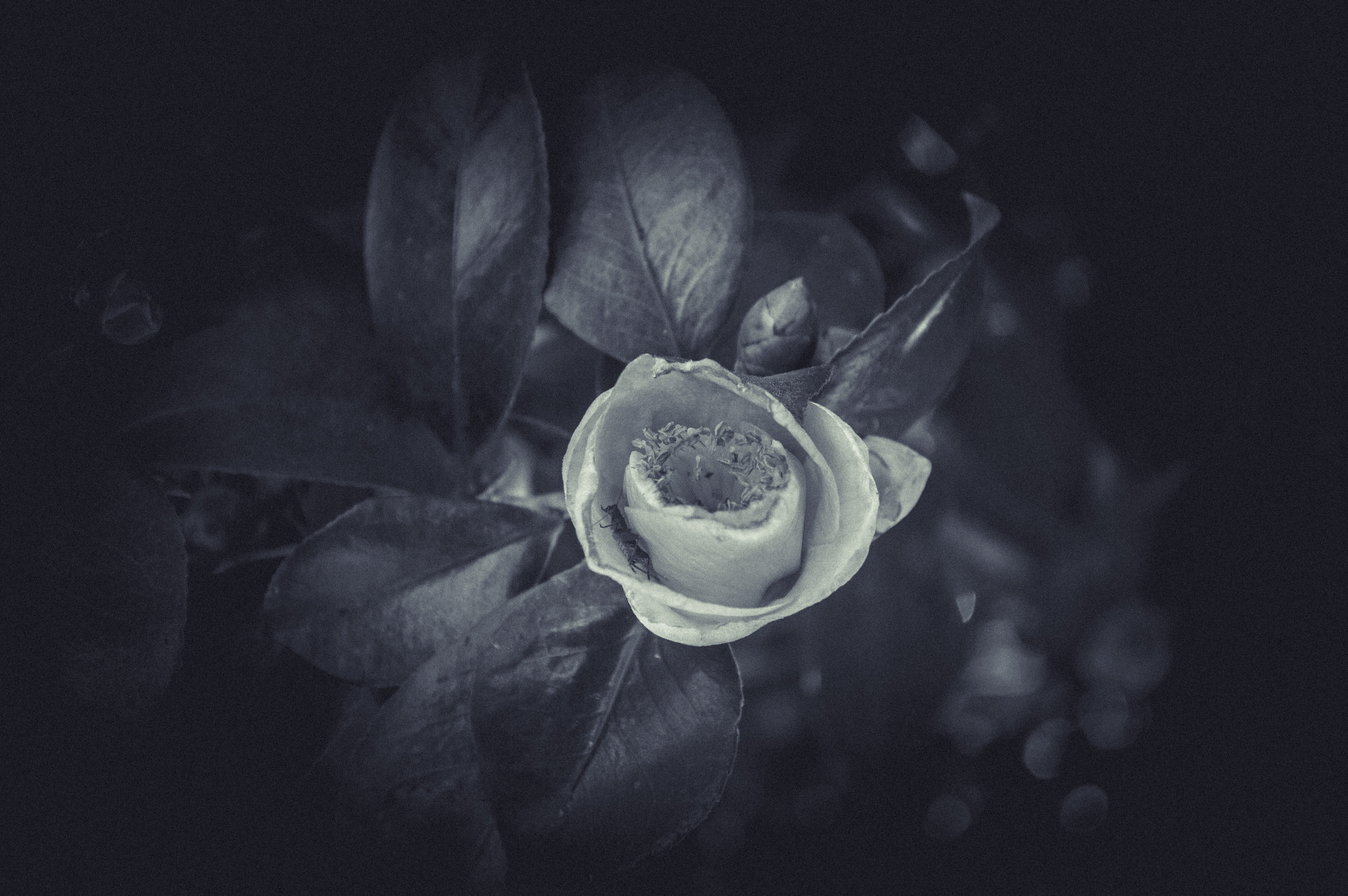 nose, black background, textured effect, close-up, rose, freshness, viejo, pollen, flower head, growth, 5K, no people, pic, flower, old, rose - flower, HD Wallpaper