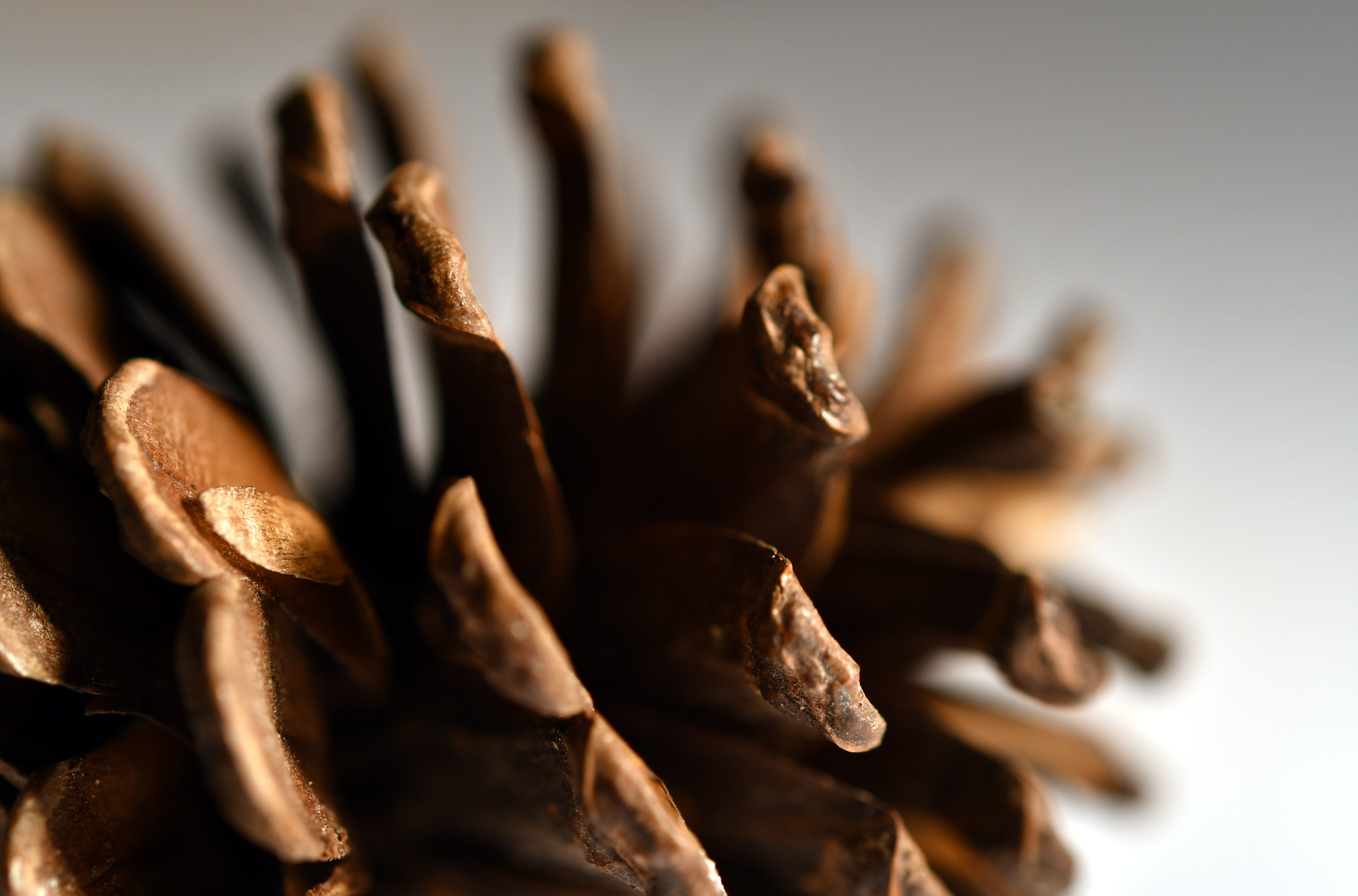 selective focus, fores, ingredient, food and drink, still life, no people, abundance, black color, food, dried food, 5K, tree, indoors, snack, cone, seed, HD Wallpaper