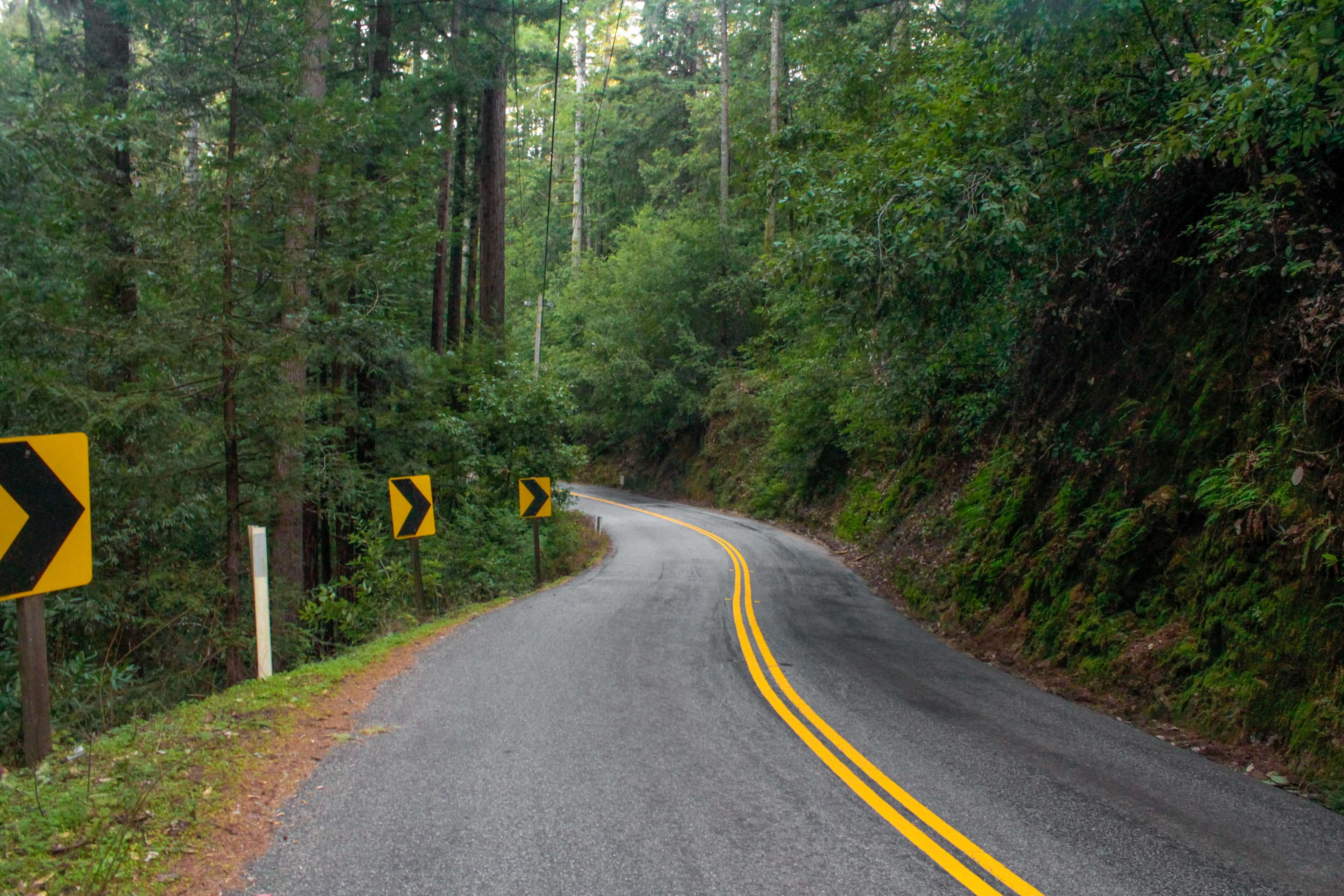 plant, road marking, animal, growth, beauty in nature, the way forward, transportation, sign, tranquility, yellow, clam, nature, black, mollusc, calming, HD Wallpaper