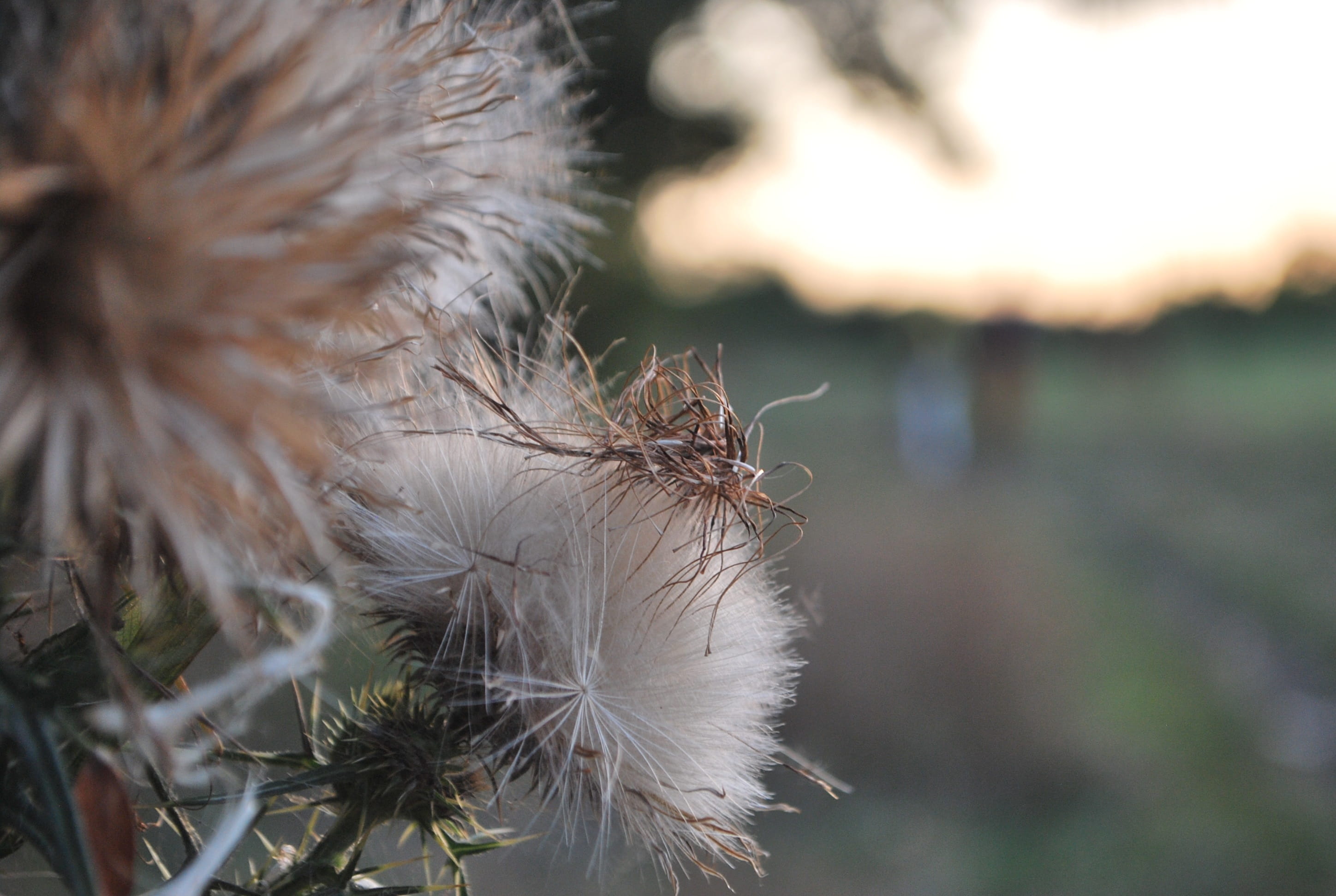 close-up, softness, nature, barbs, field, day, 2K, freshness, fragility, fore, dandelion seed, beauty in nature, plant, land, flower, autumn, outdoors, HD Wallpaper