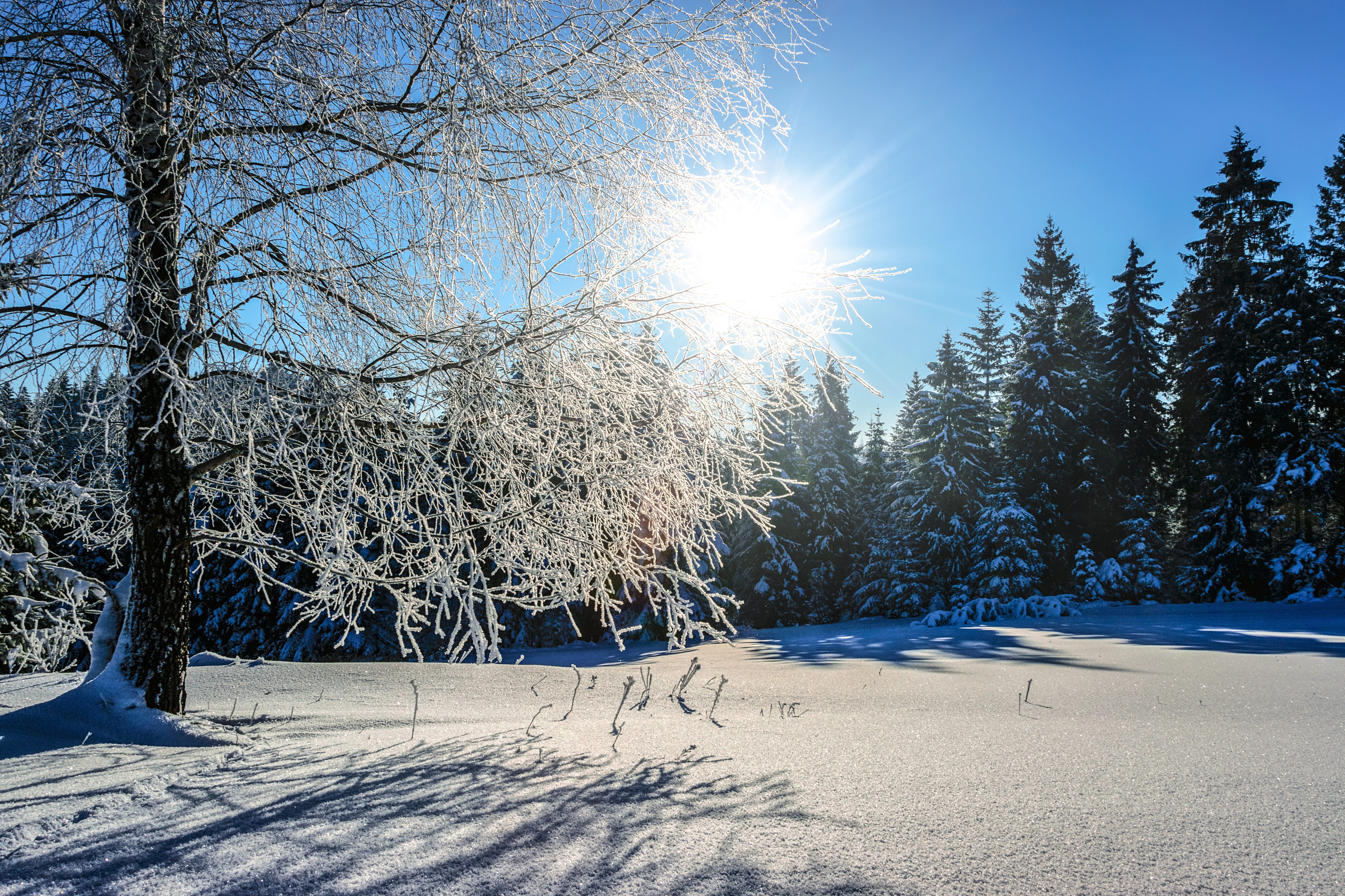 sunrise, meteorology, climate, the background, land, mountains, cloud, snow, sunbeam, cold temperature, frozen, scene, adventure, 5K, branch, light, no people, HD Wallpaper