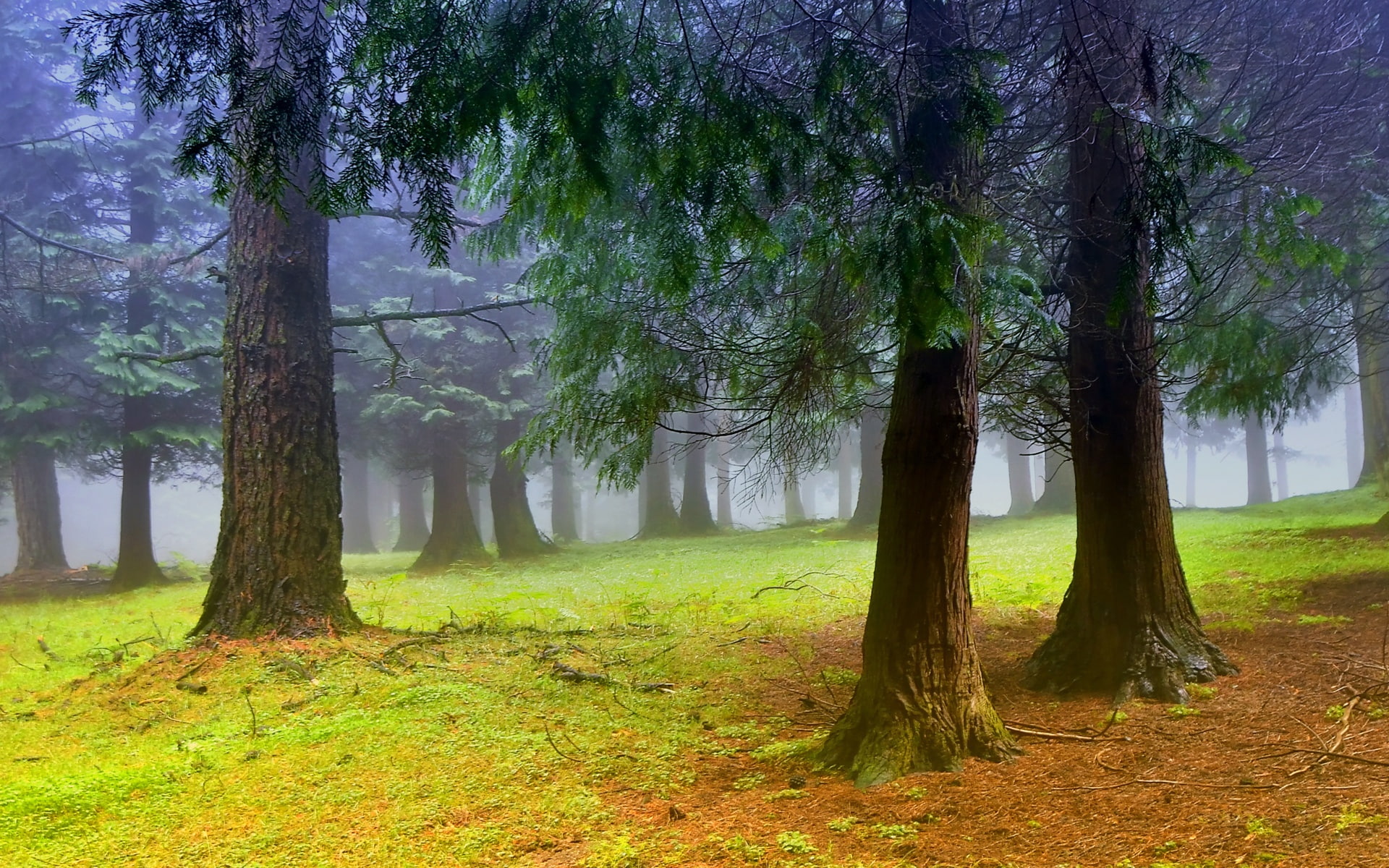 Morning, Mist, Forest, Scenery, Nature, Trees, 1080P, Fog, HD Wallpaper