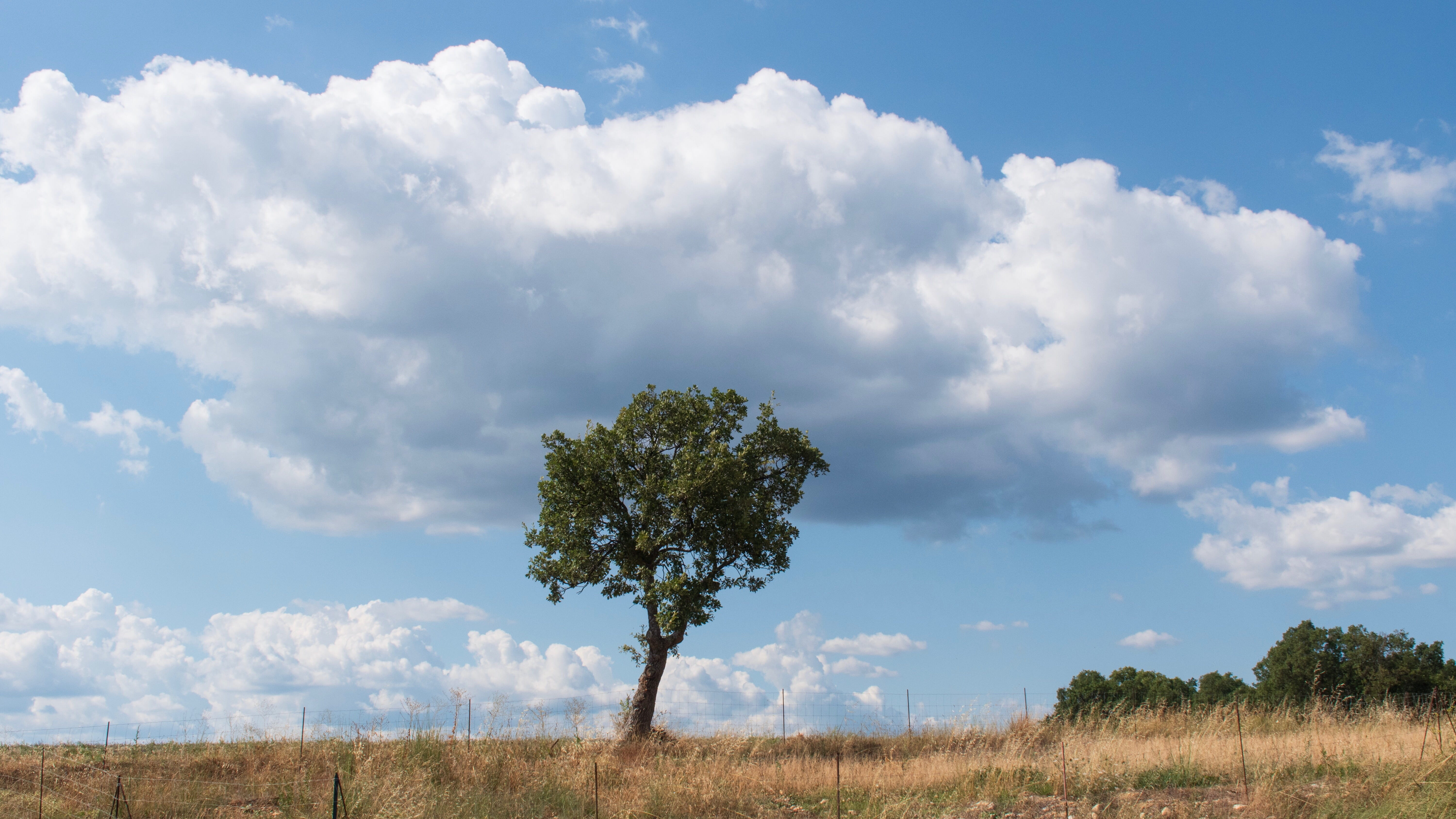 sky glory, alpes-de-haute-provence, no people, horizon over land, 5K, trees, tranquil scene, valensole plateau, grass, beauty in nature, vacation getaway, HD Wallpaper