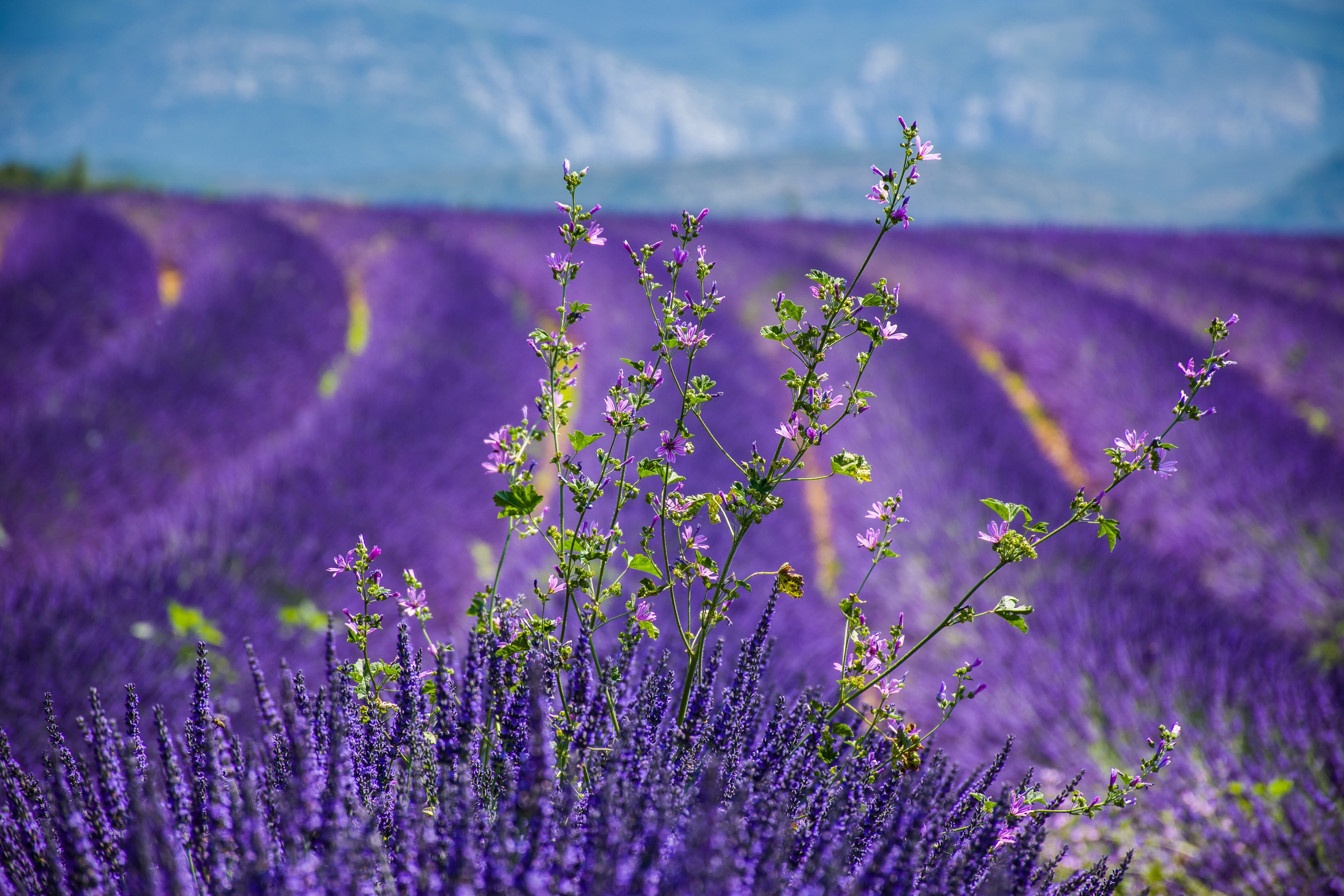 explore, south of france, flowerbed, flowering plant, field, beauty in nature, moustiers-sainte-marie, softness, inflorescence, growth, france, provencal, HD Wallpaper