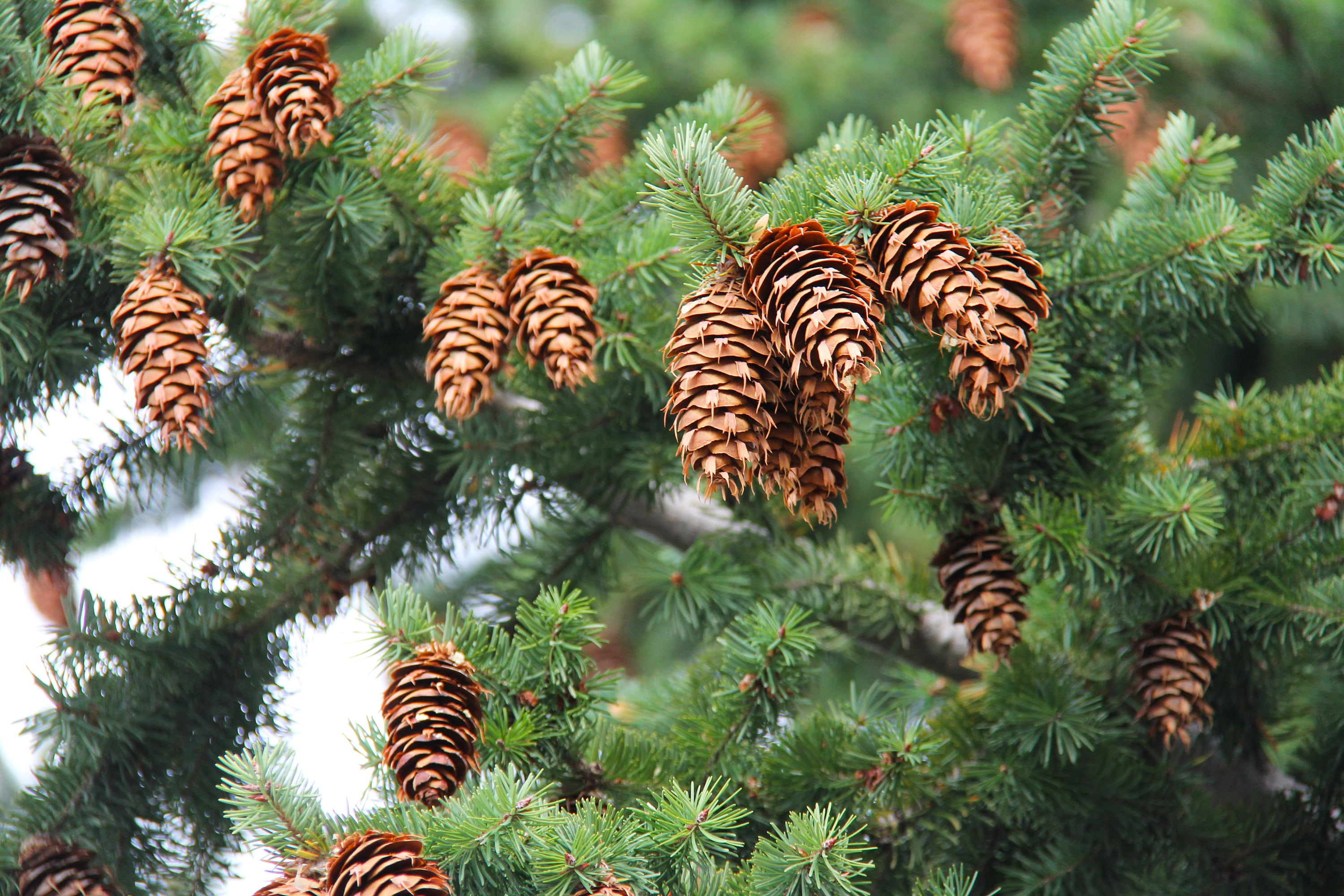 tree, branch, pine Cone, forest, green, beauty in nature, pine woodland, no people, plant part, cones, wanaka, 2K, pinaceae, focus on foreground, pine Tree, HD Wallpaper