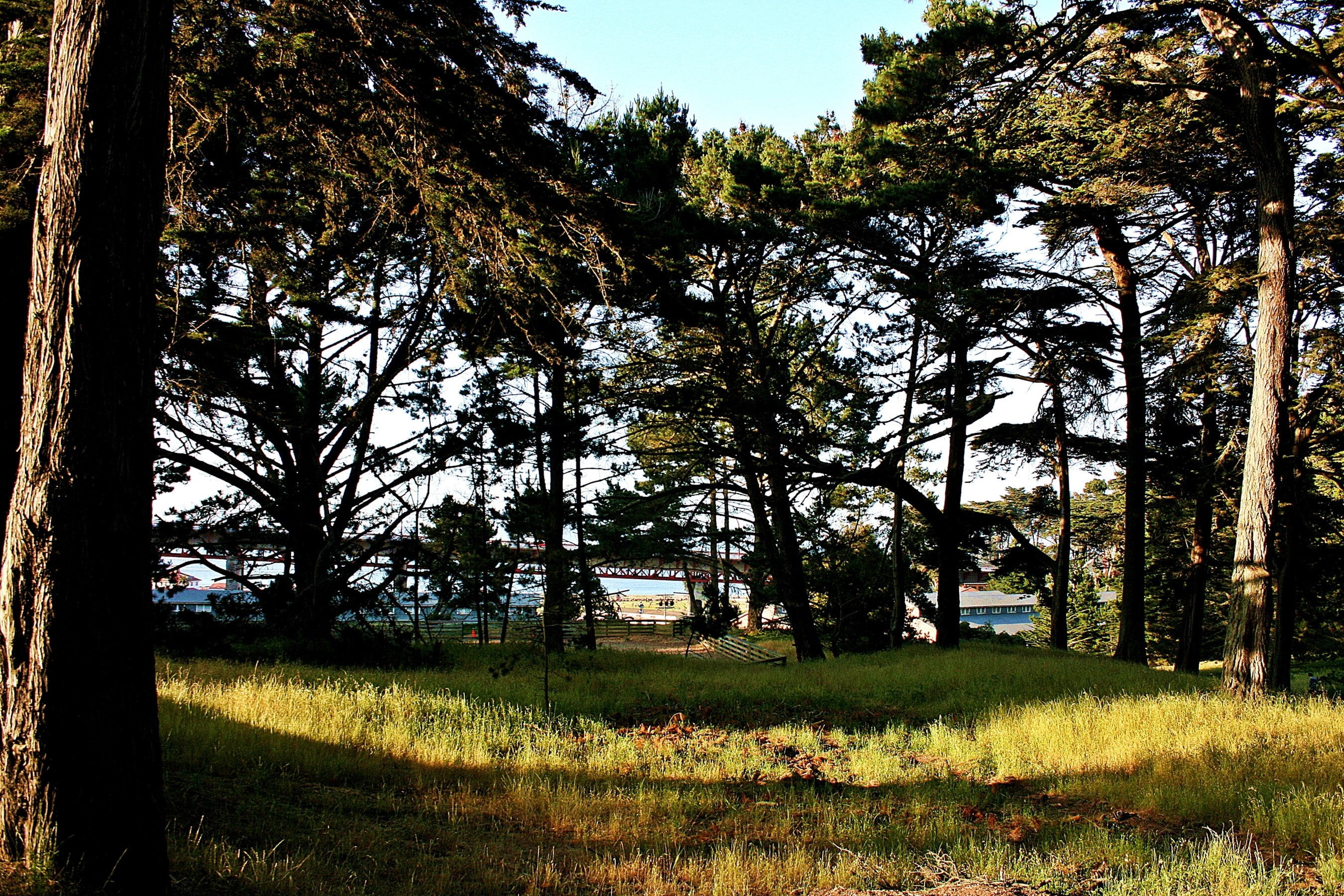 forest, day, tree trunk, scenics - nature, land, tranquil scene, plant, field, environment, San Francisco Bay, no people, grass, landscape, outdoors, sky, HD Wallpaper