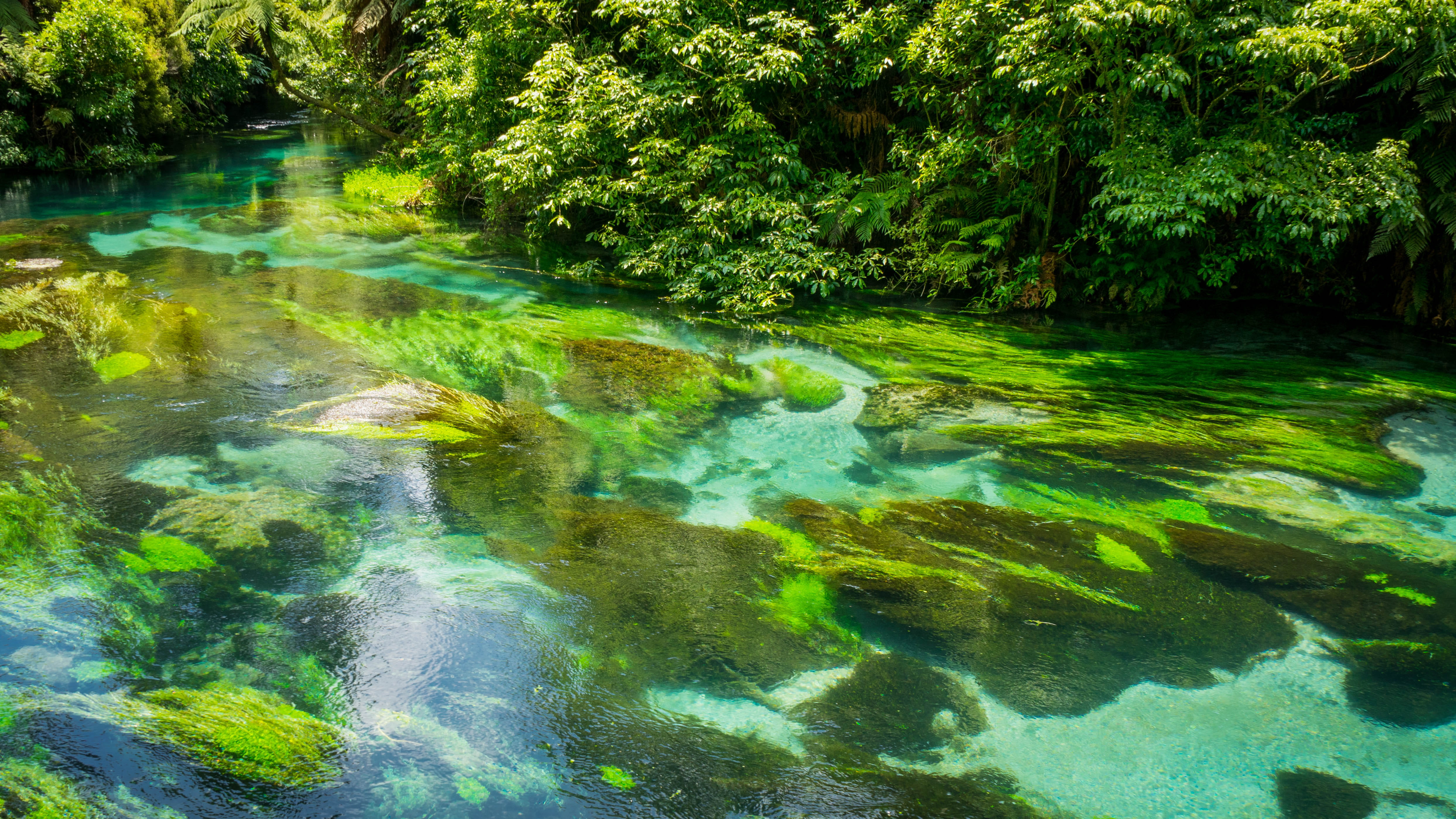 nature, beauty in nature, rock, stream - flowing water, clear, outdoors, day, tree, lake, flowing, plant, rotorua, blue lake - (tikitapu), green, clean, HD Wallpaper