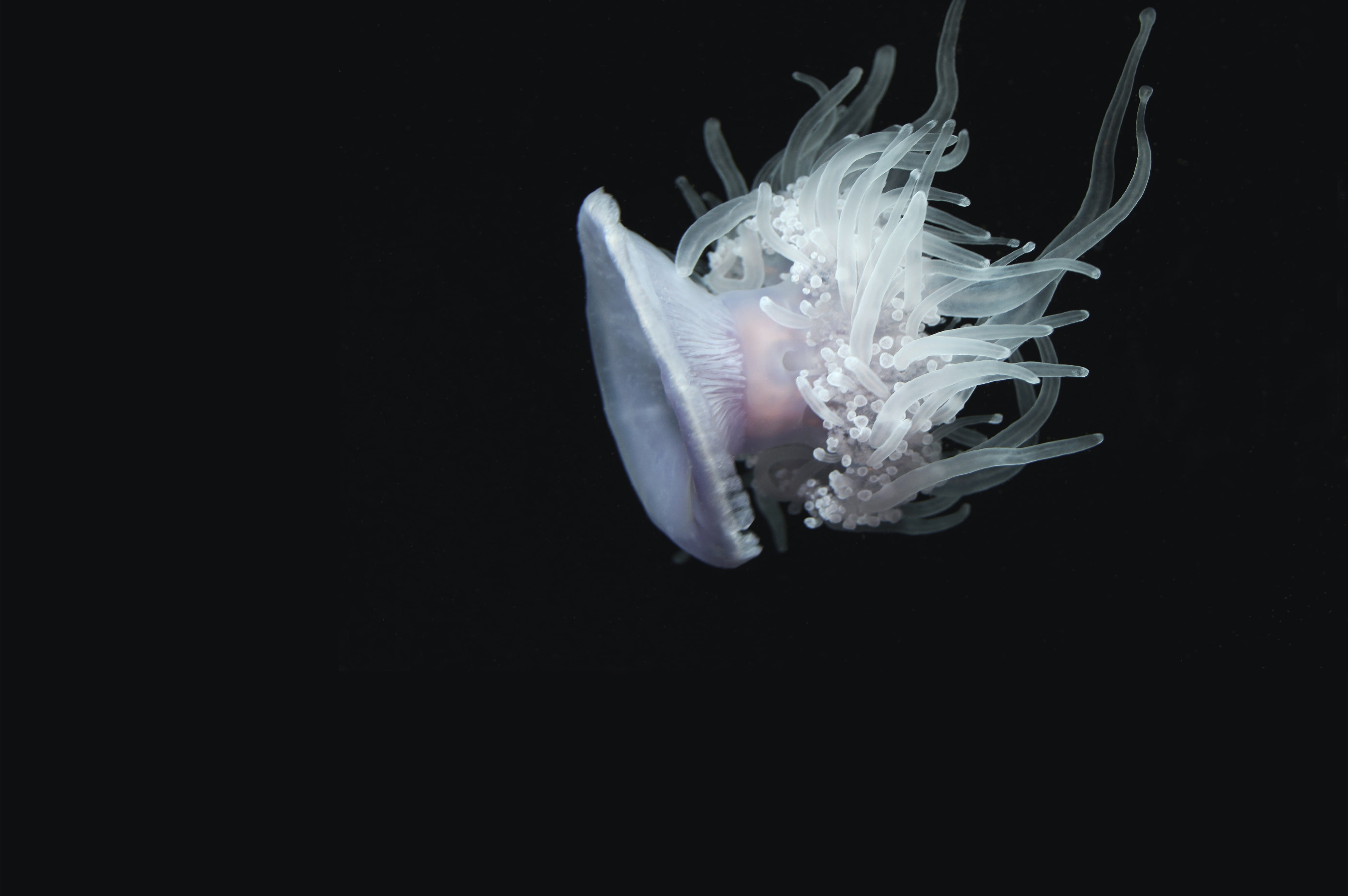 life, one animal, indoors, nature, white color, animal themes, aquarium, close-up, water, jelly, white, marine life, motion, animals in the wild, jelly fish, HD Wallpaper