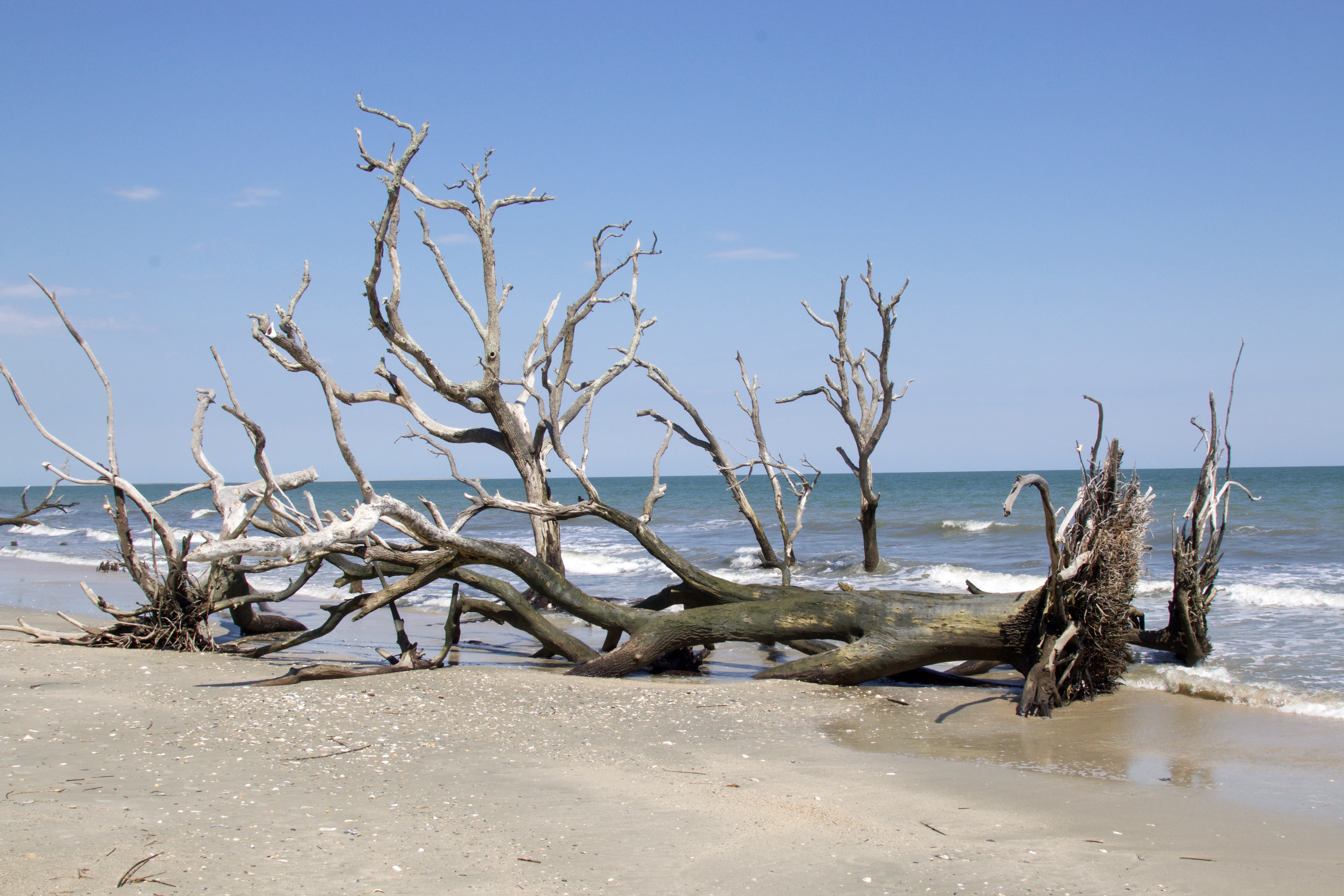 sky, land, water, island, non-urban scene, tranquil scene, sand, horizon, Edisto Island, edisto, day, coastline, bare tree, sea, environment, beauty in nature, HD Wallpaper