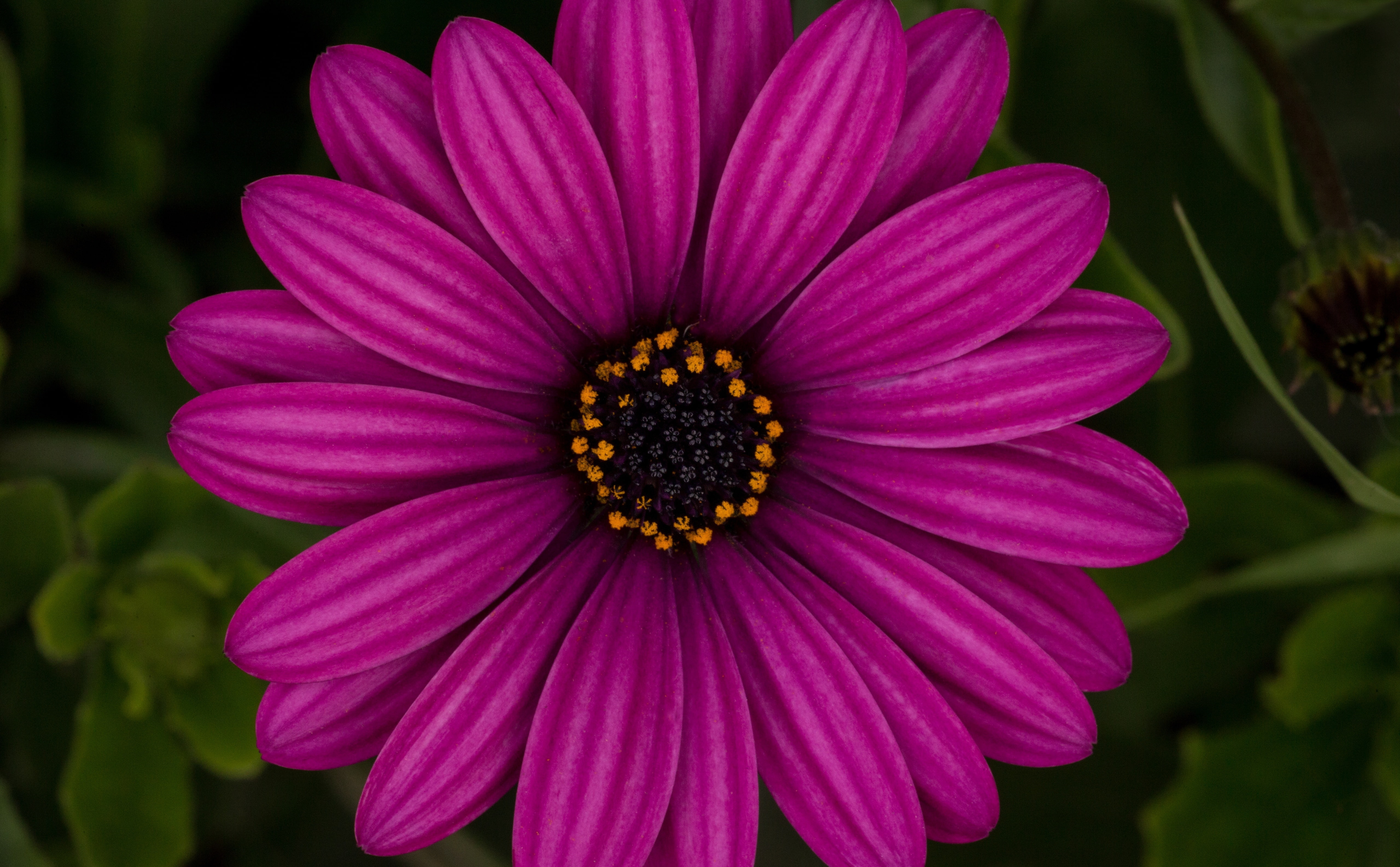 purple, Alaska, Greenhouse, sigma180mmmacrolens, osteospermum, freshness, City, pink, petal, flowering plant, flower head, 180mm, fragility, Daisy, posted, HD Wallpaper