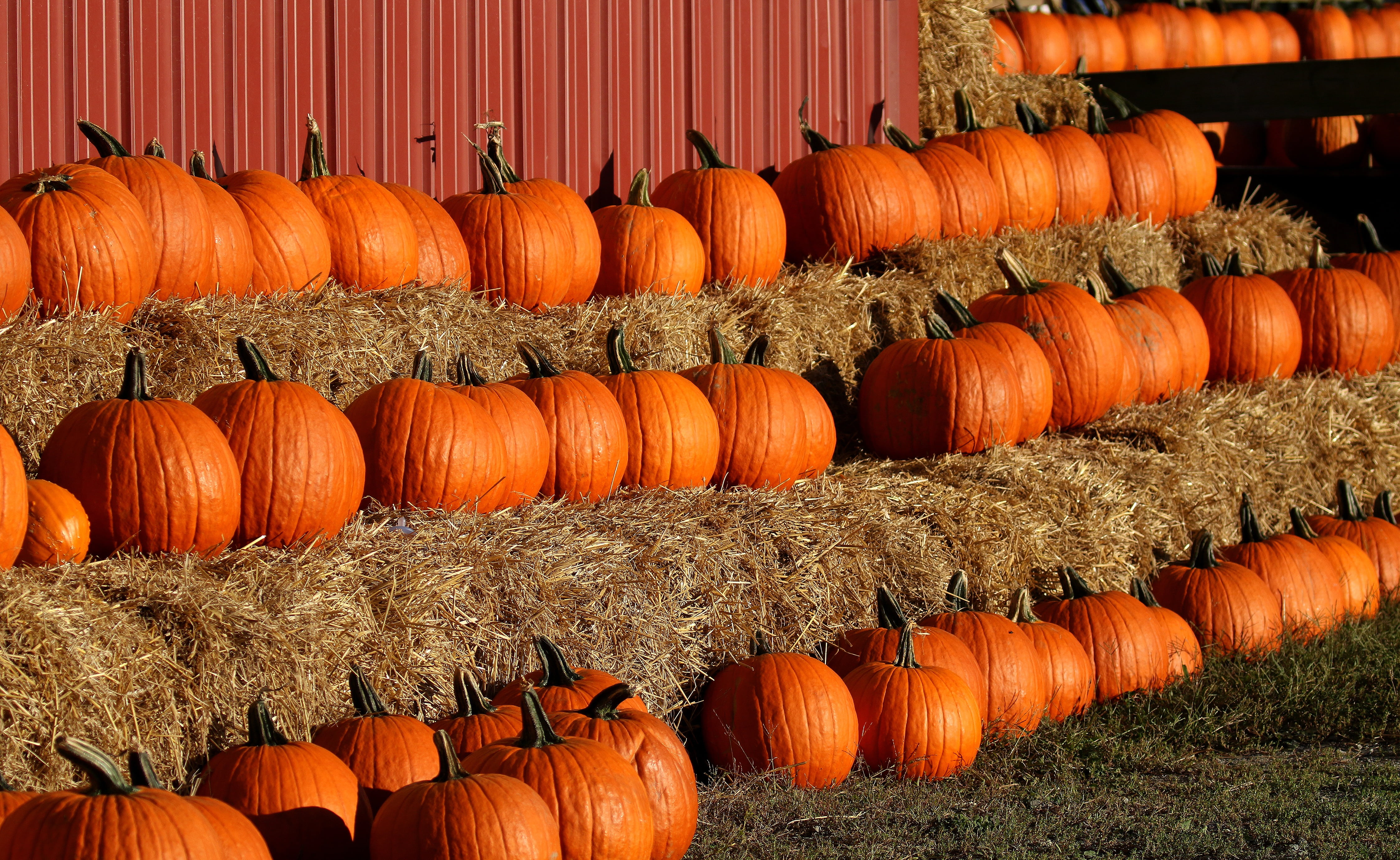 celebration, plant, countryside, scenic, amesbury, freshness, thanksgiving, crop, farm, fall, agricultural, hay, healthy eating, pumpkins, food, country, HD Wallpaper