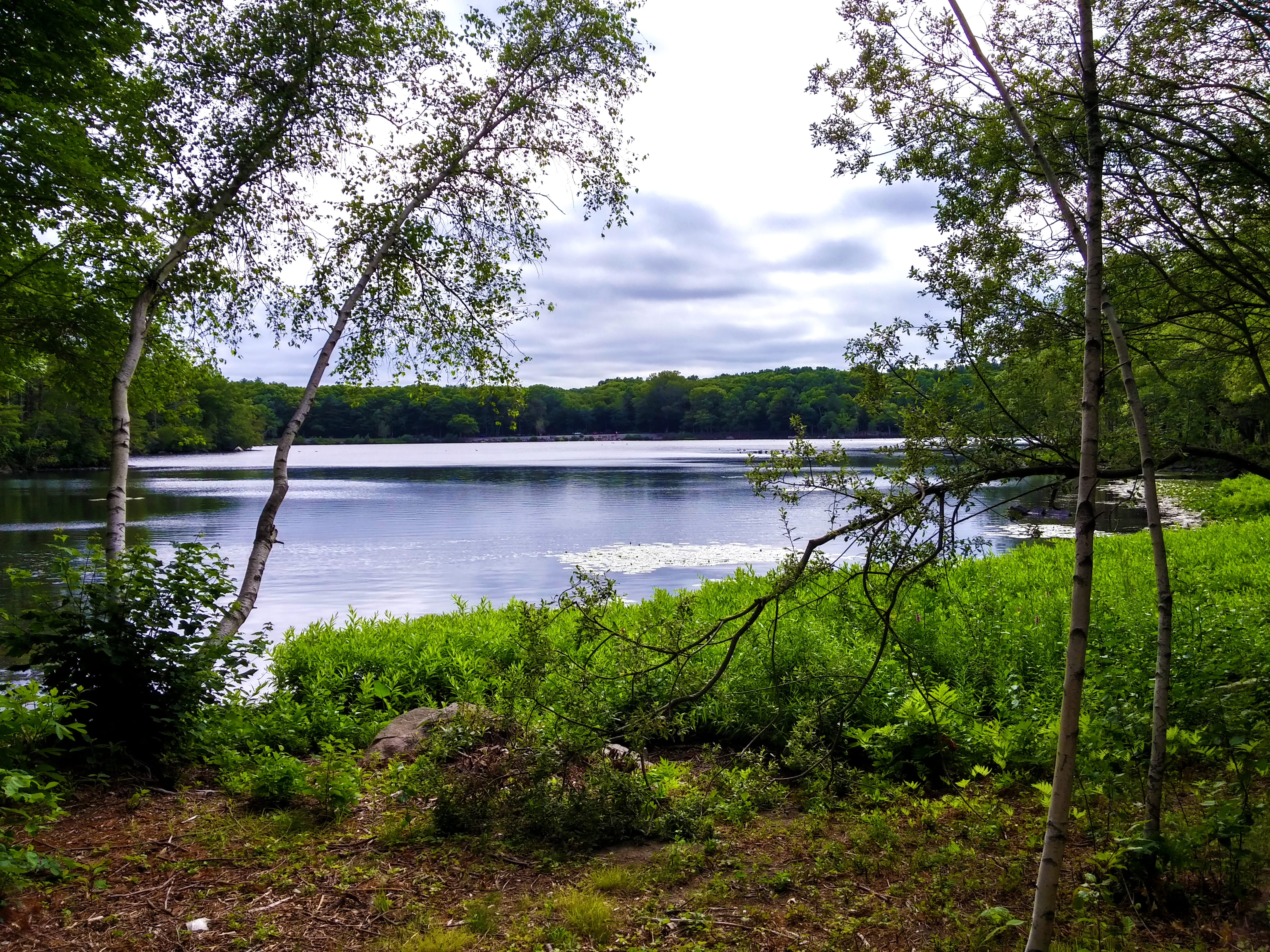 4K, brockton massachusetts, beauty in nature, idyllic, tranquil scene, no people, forest, land, sky, plant, green color, water, tree, relaxing, scenics - nature, HD Wallpaper
